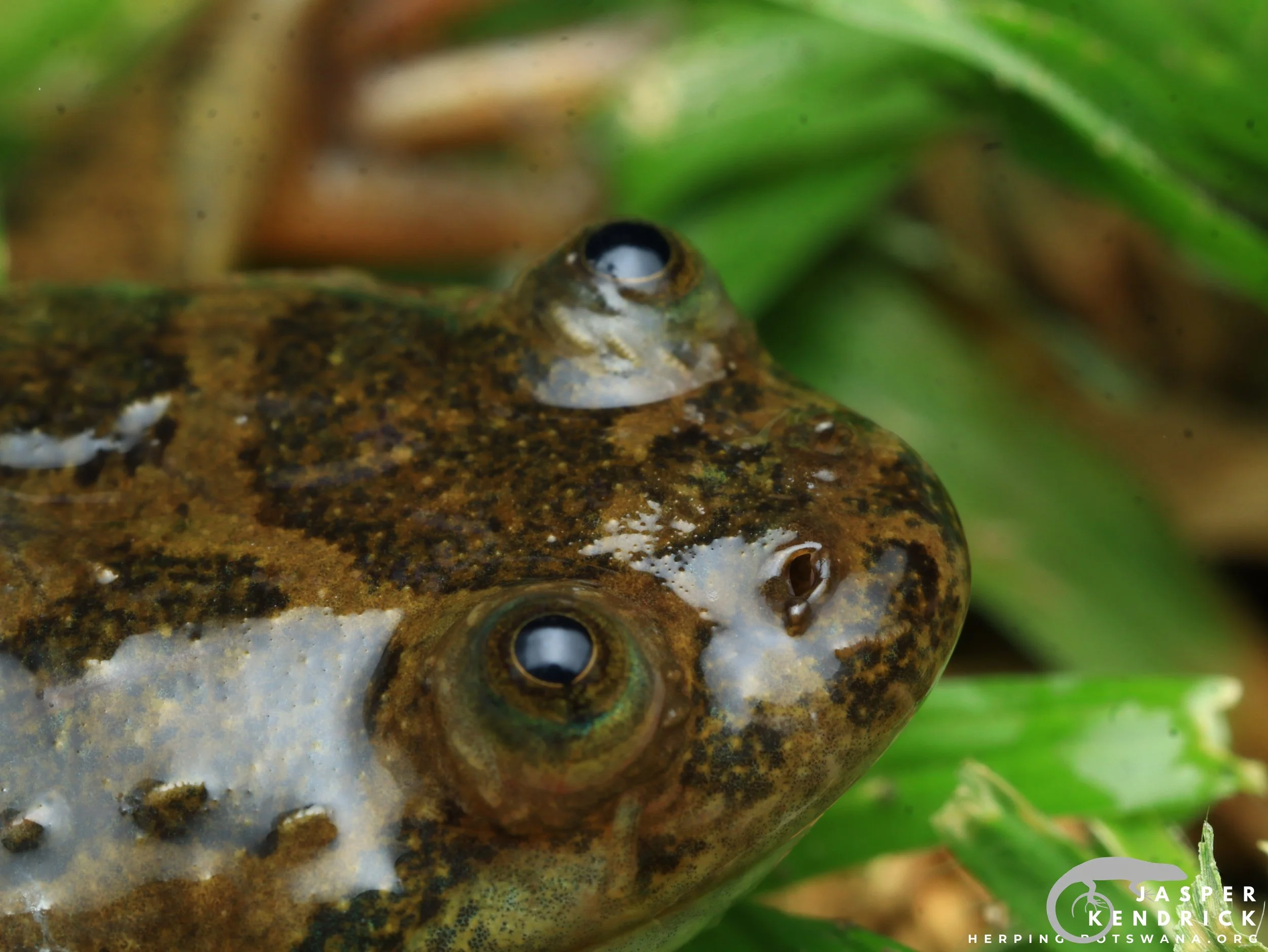 A macro closeup of a Power’s Platanna (Xenopus poweri)