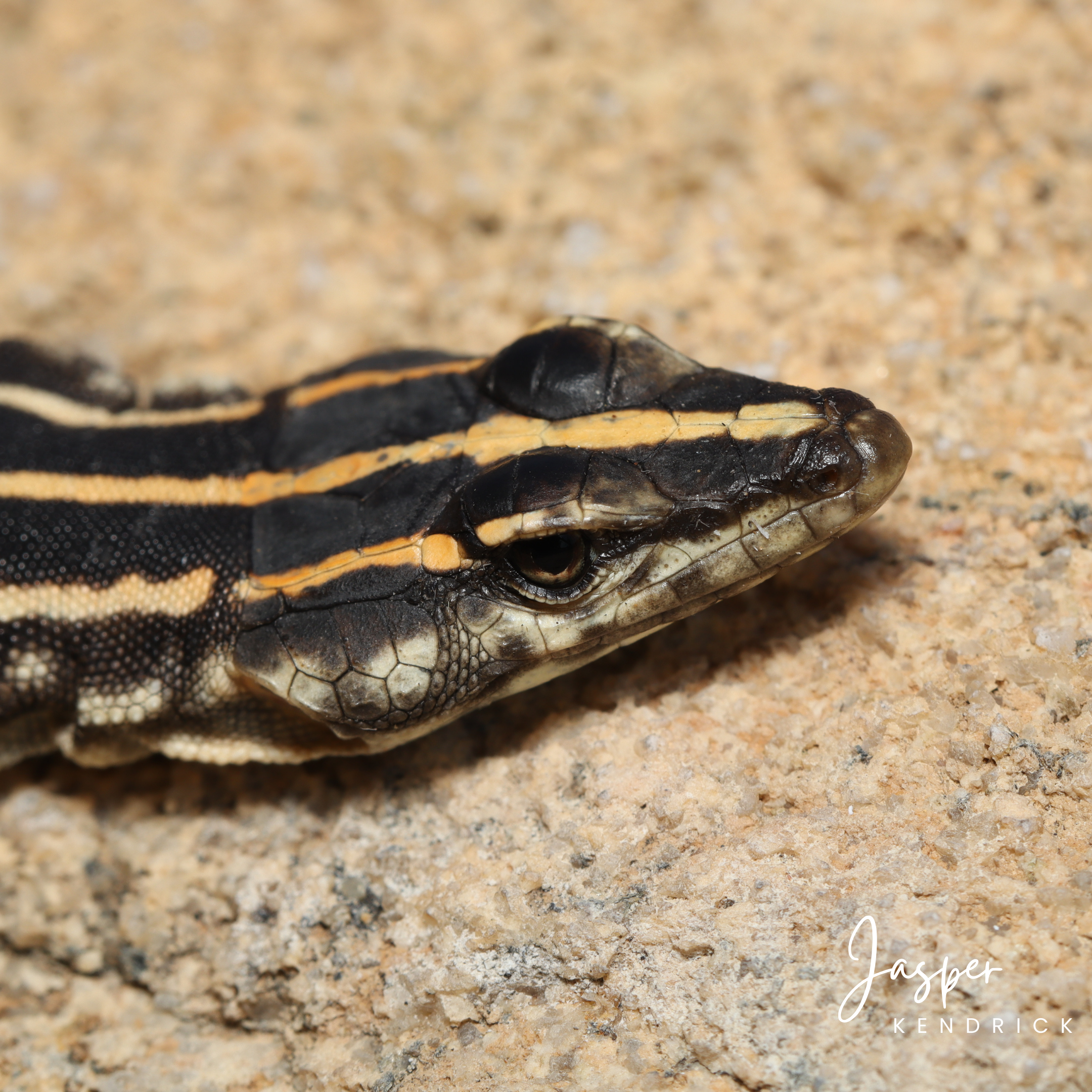 A closeup of a juvenile Zimbabwean Flat Lizard (Platysaurus intermedius rhodesianus)