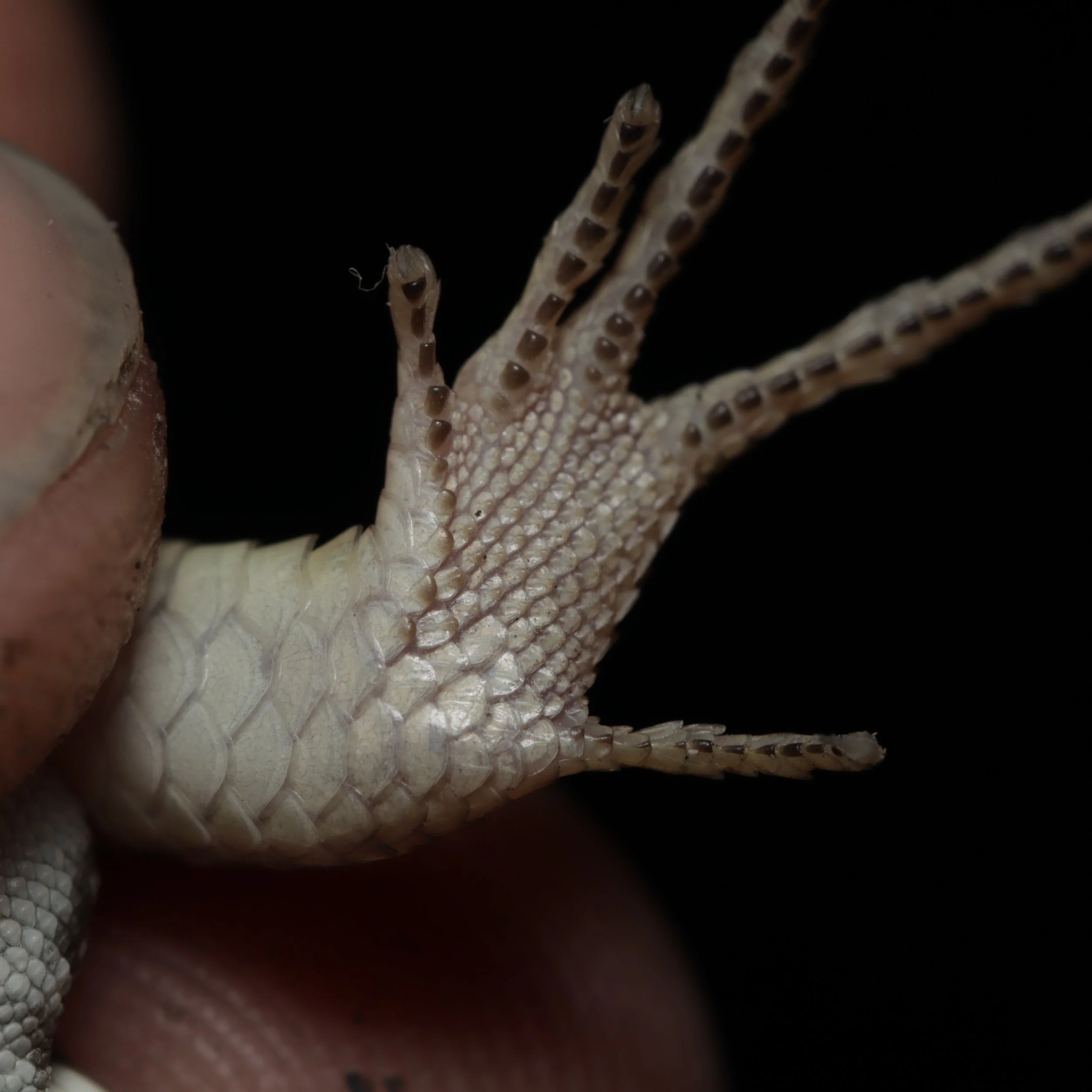 subdigital lamellae of a juvenile Kalahari Plated Lizard's (Gerrhosaurus auritus)