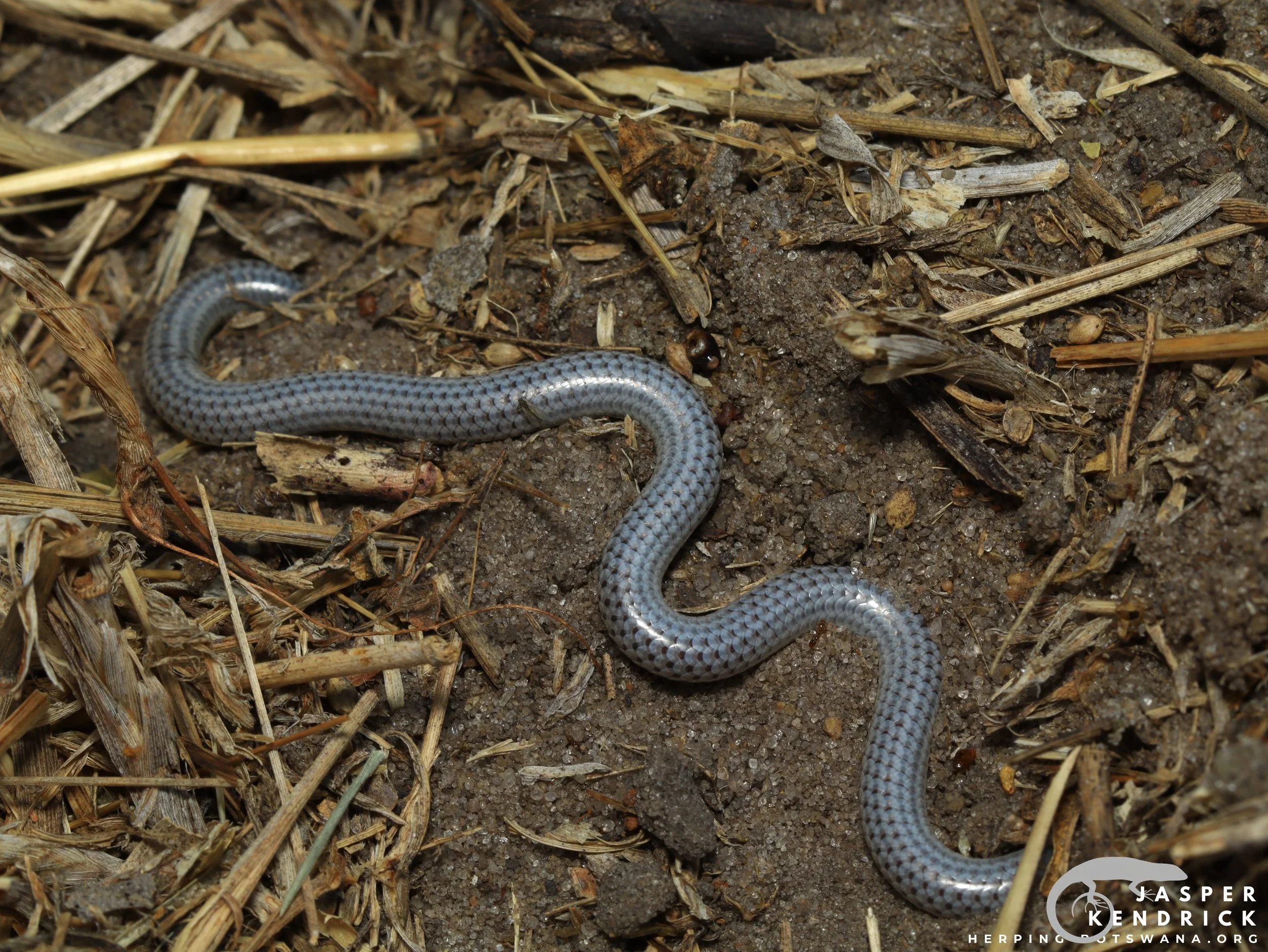 A Peter’s Thread Snake (Leptotyphlops scutifrons) digging sand