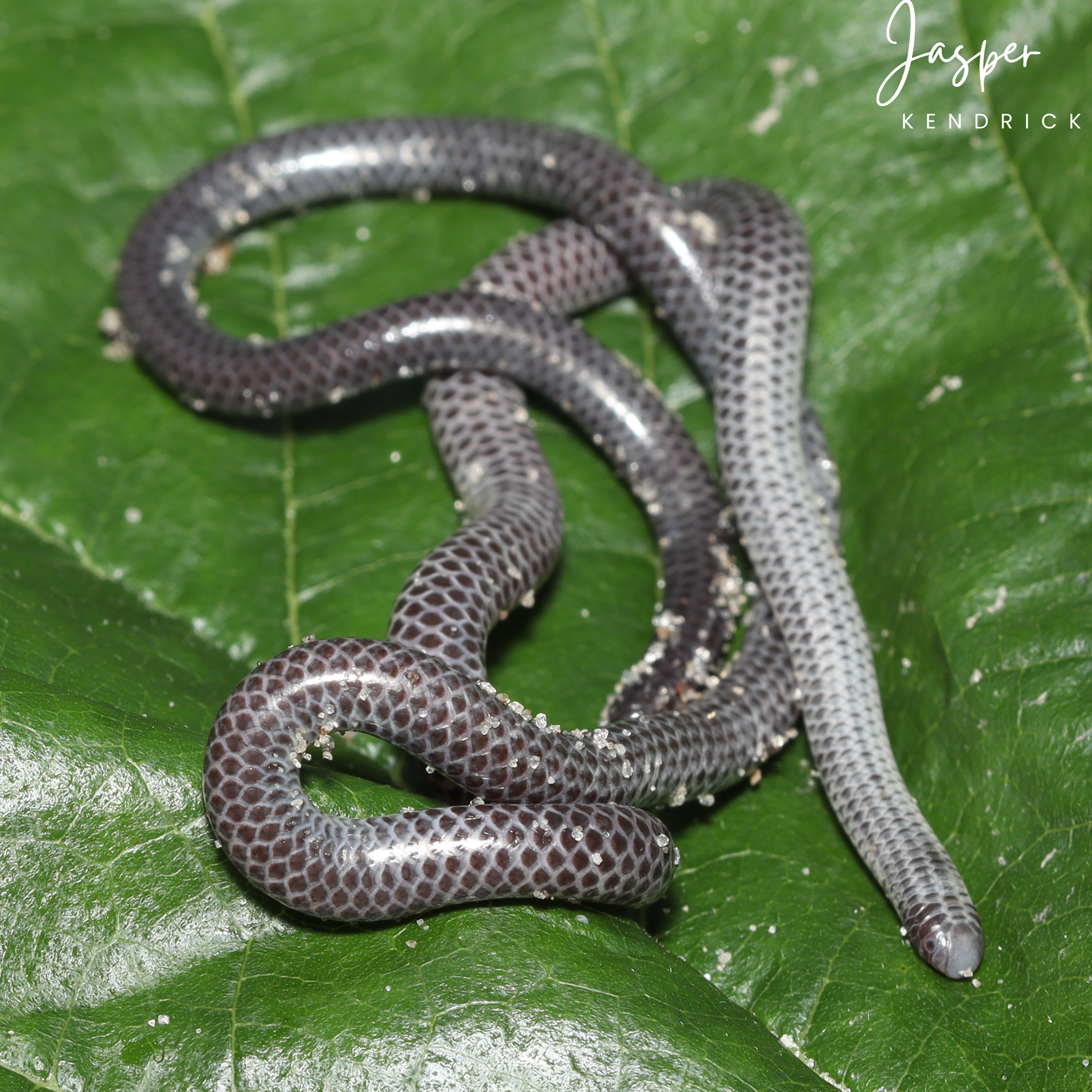 A white Peter’s Thread Snake (Leptotyphlops scutifrons) posing naturally on a green leaf