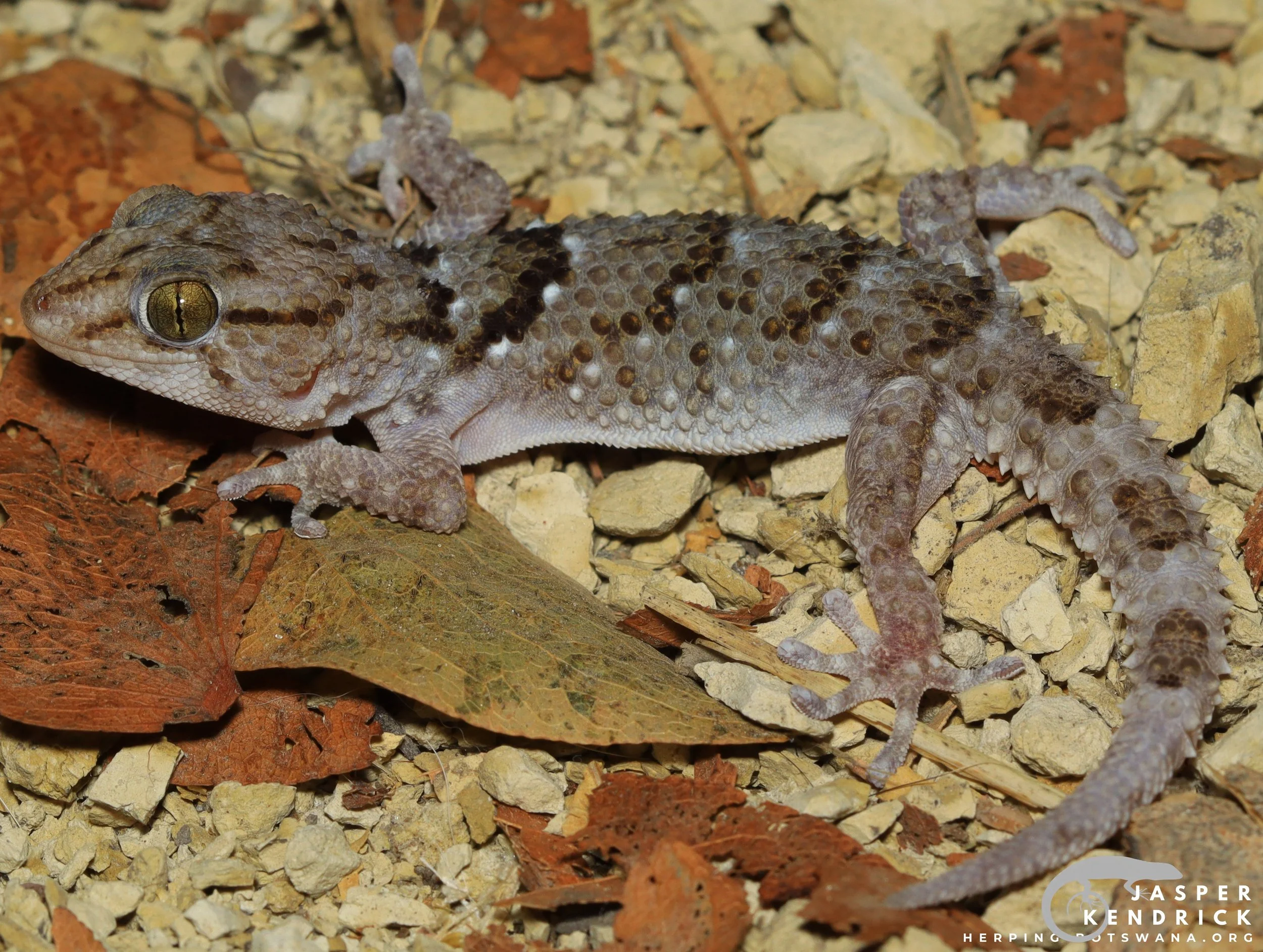 Fischer's Thick-toed Gecko (Chondrodactylus laevigatus) high-quality photo