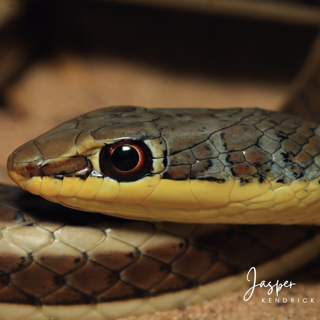 A closeup of a Western Yellow-bellied Sand Snake's (Psammophis subtaeniatus) labials