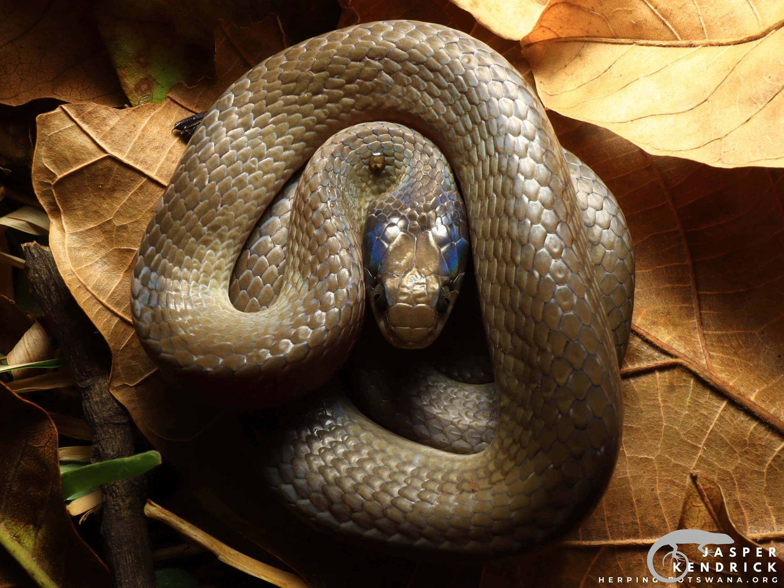 An aesthetic shot of a Herald Snake (Crotaphopeltis hotamboeia) on a leaf