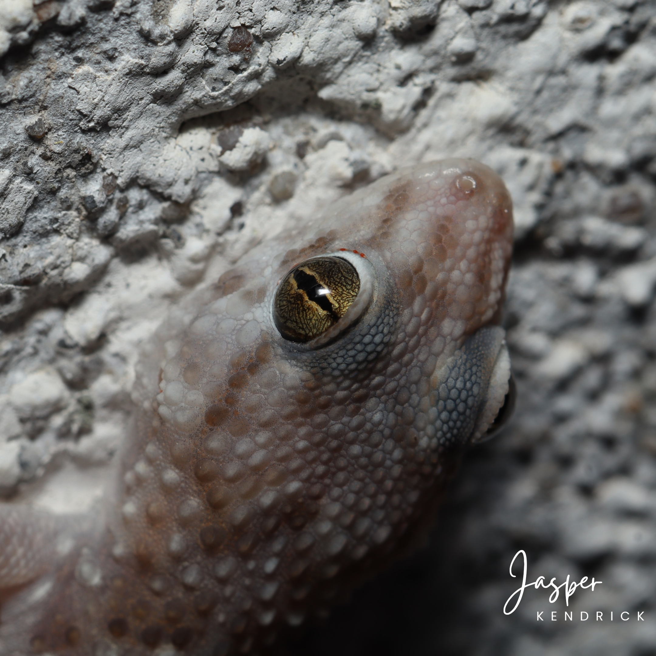 A Turner’s Thick‑toed Gecko (Chondrodactylus turneri) closeup