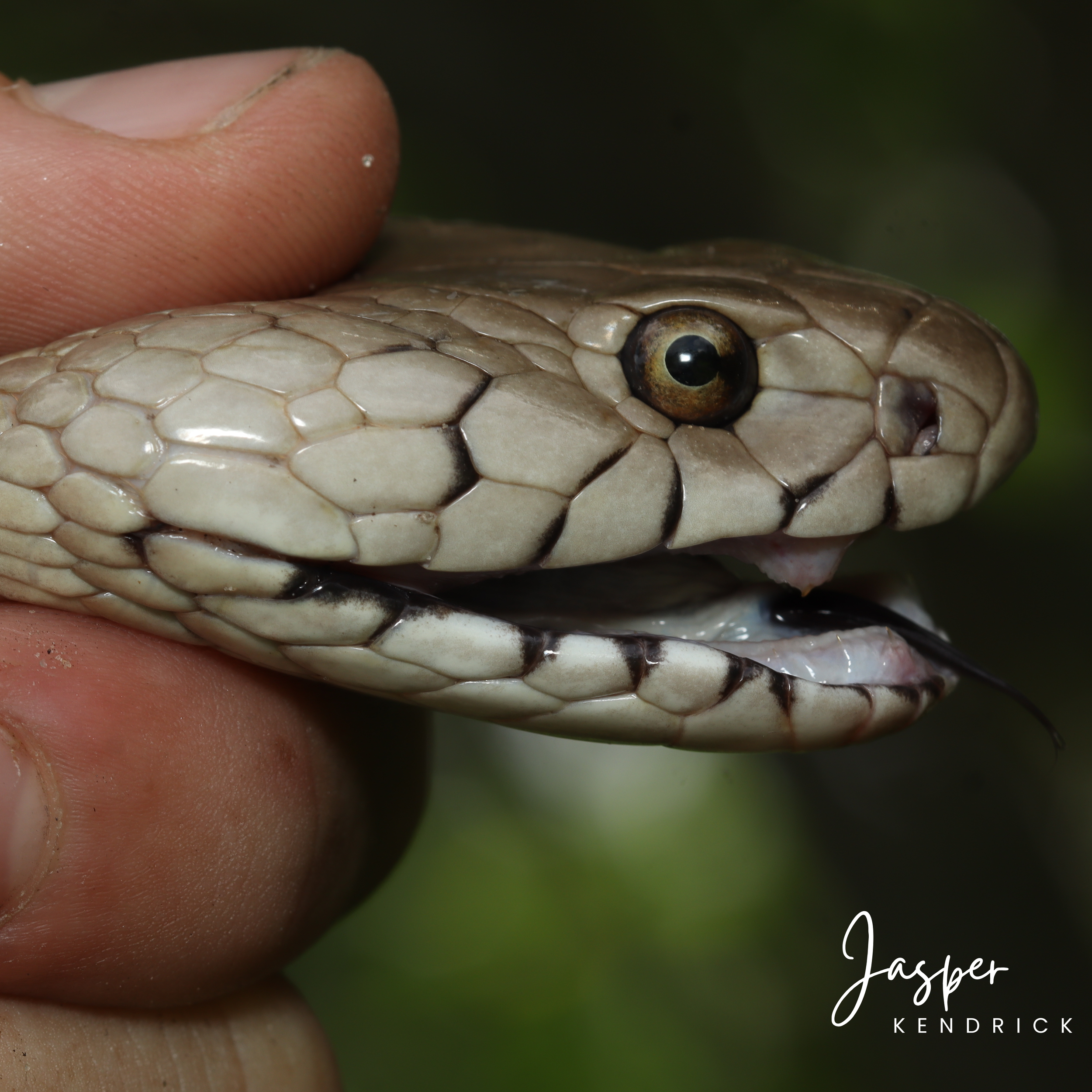 A Mozambique Spitting Cobra (Naja mossambica) necked