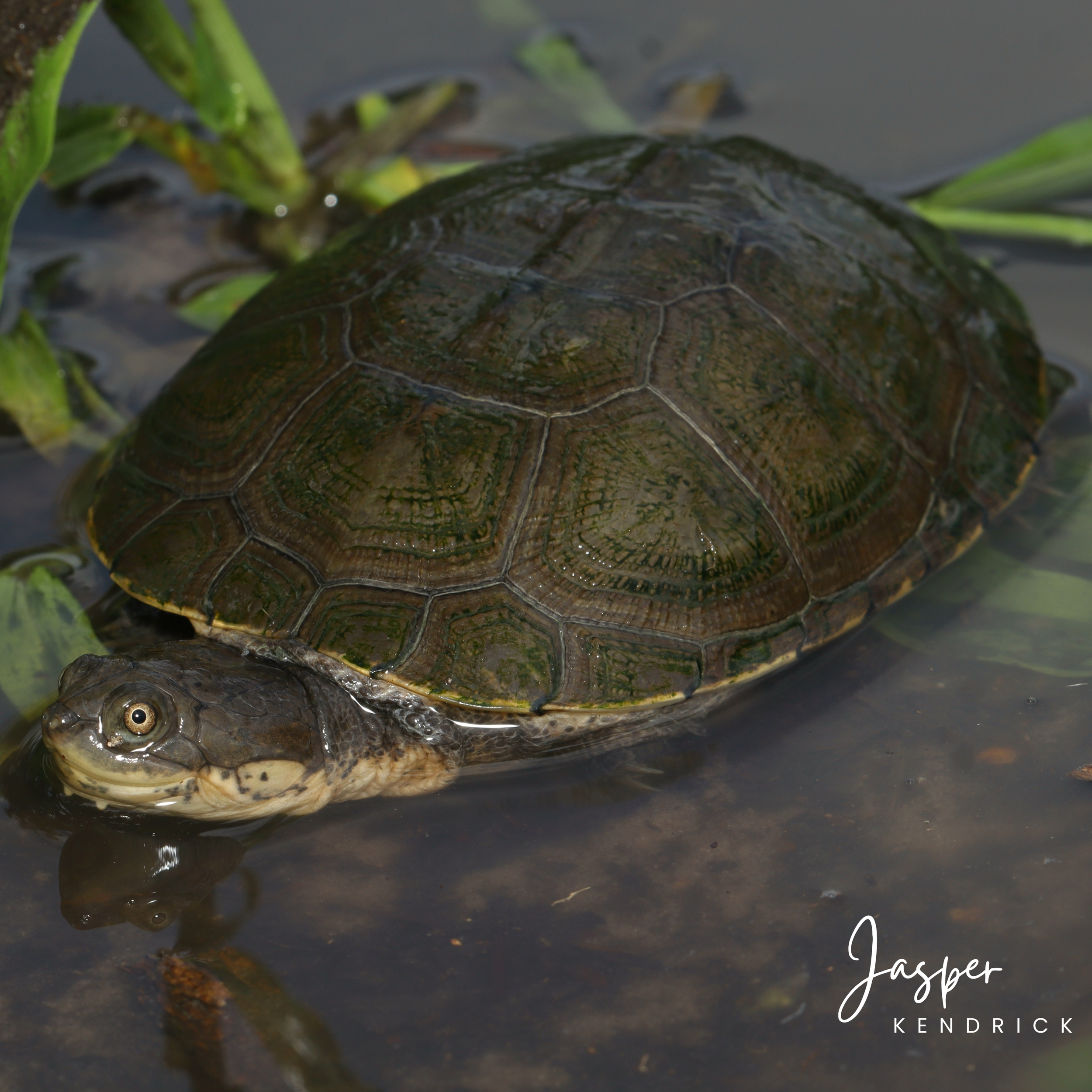 A Marsh Terrapin (Pelomedusa subrufa) posing naturally on a tuft of grass