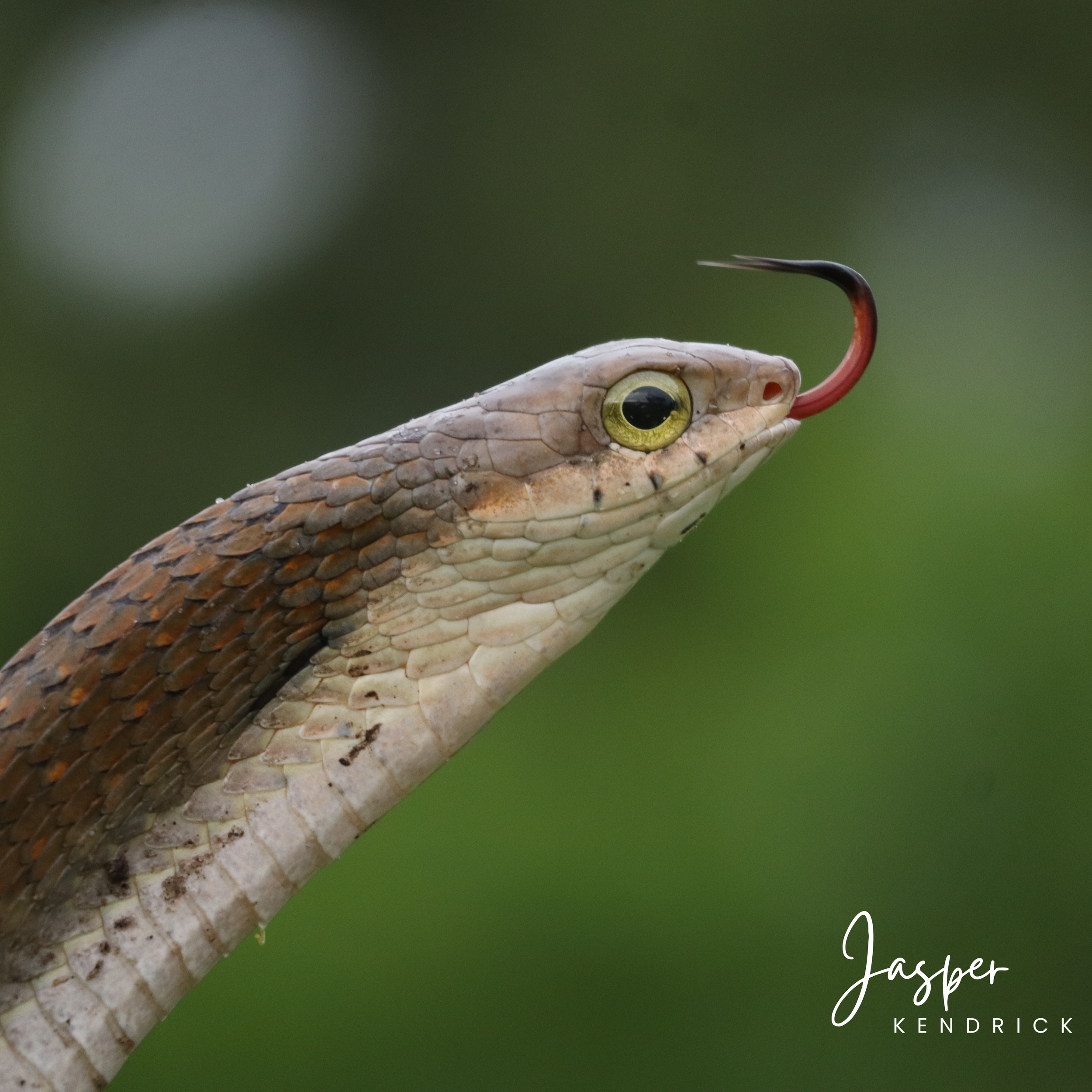 A Female Boomslang (Dispholidus typus)