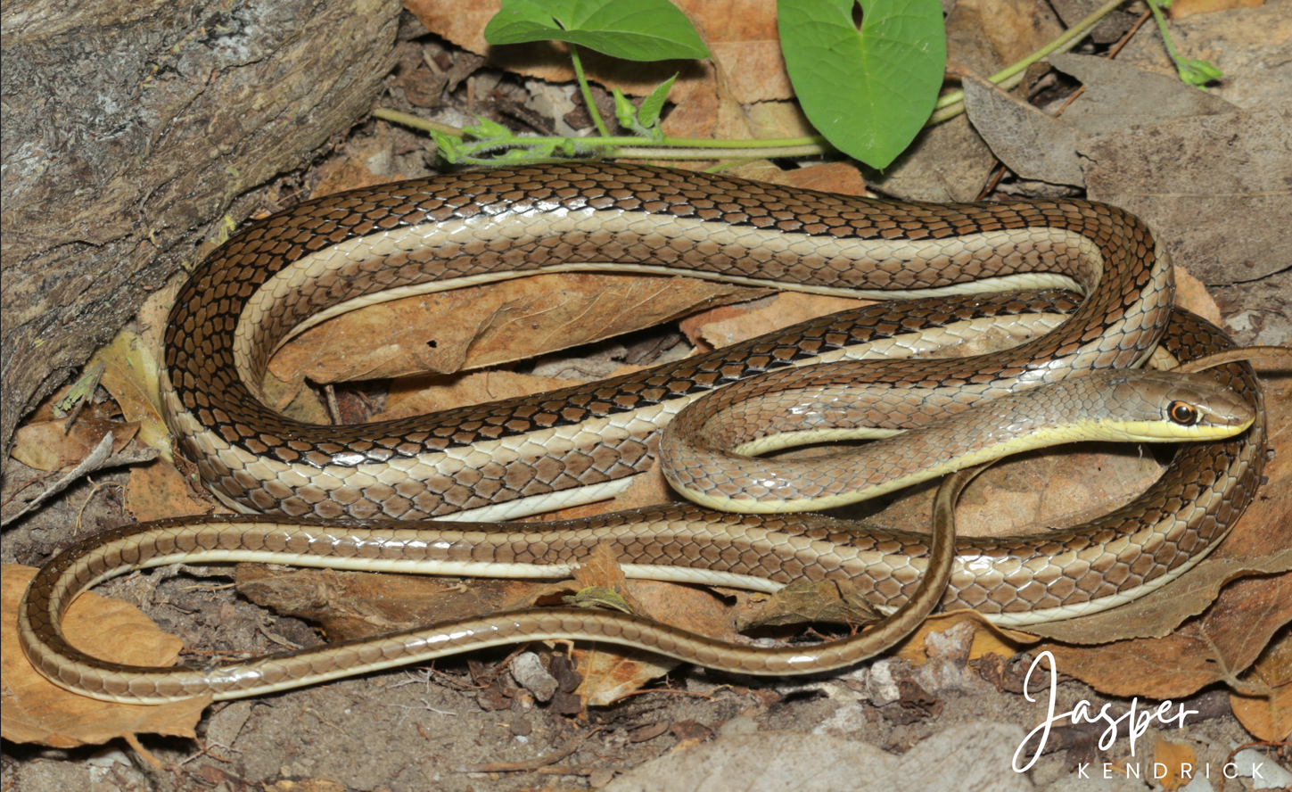 A Western Yellow-bellied Sand Snake (Psammophis subtaeniatus) posing on leaves
