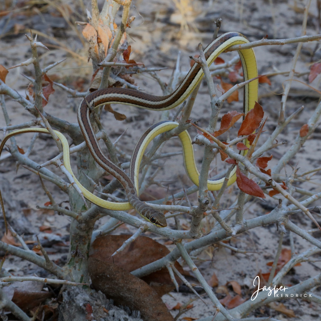 Yellow-bellied Sand Snake (Psammophis subtaeniatus) Shorobe, Botswana