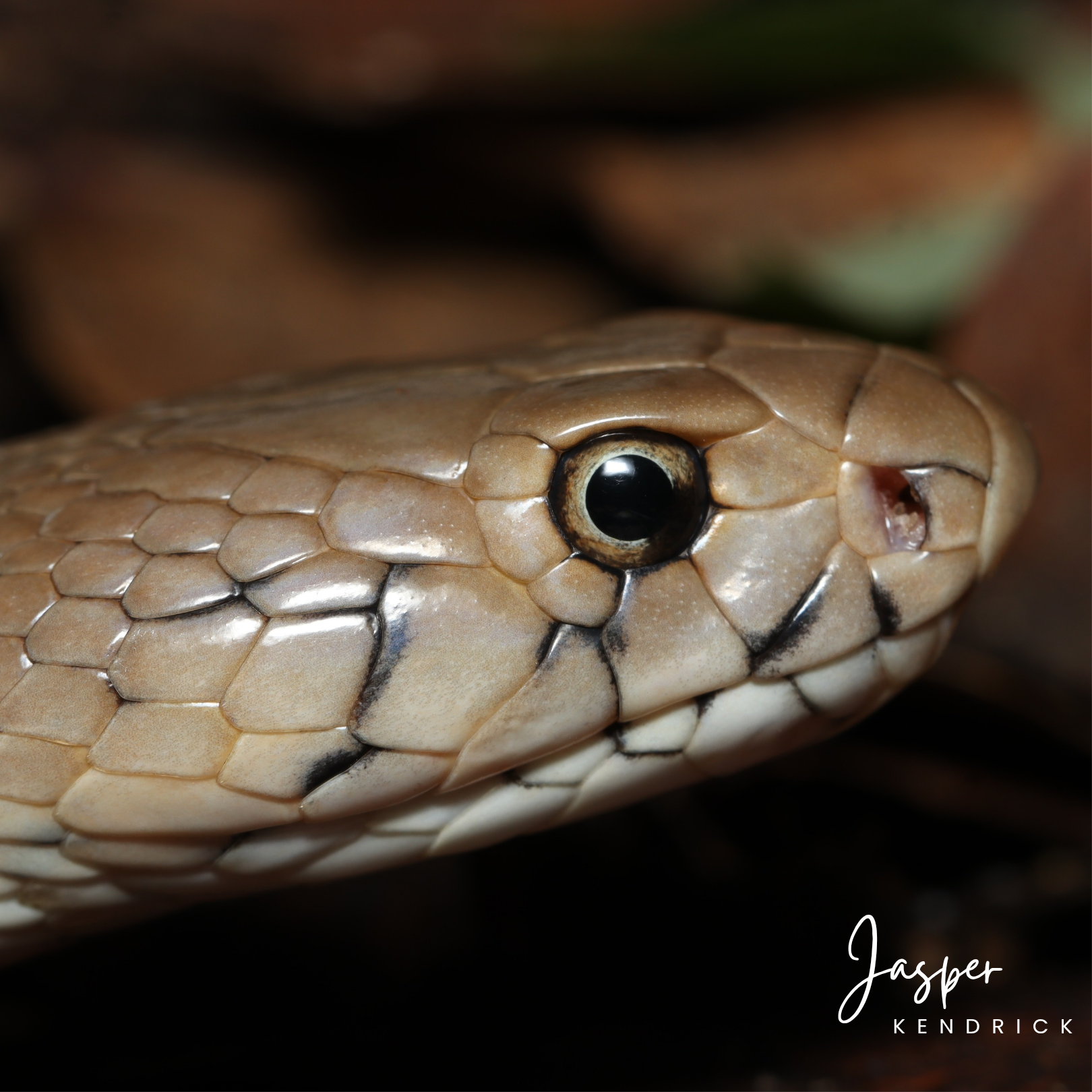 Closeup of a baby Mozambique Spitting Cobra (Naja mossambica)