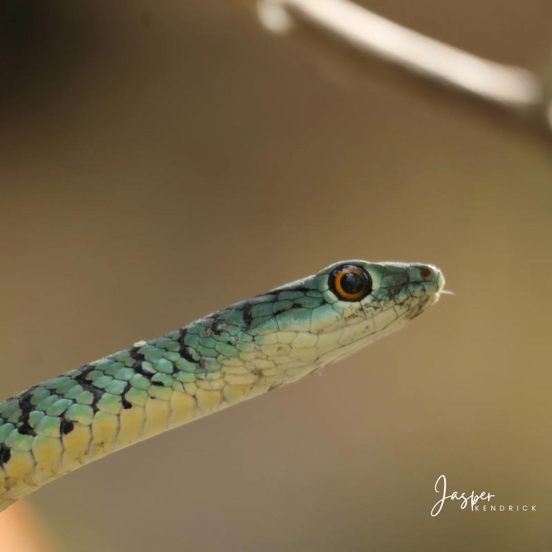 Spotted Bush Snake (Philothamnus semivariegatus) Maun, Botswana