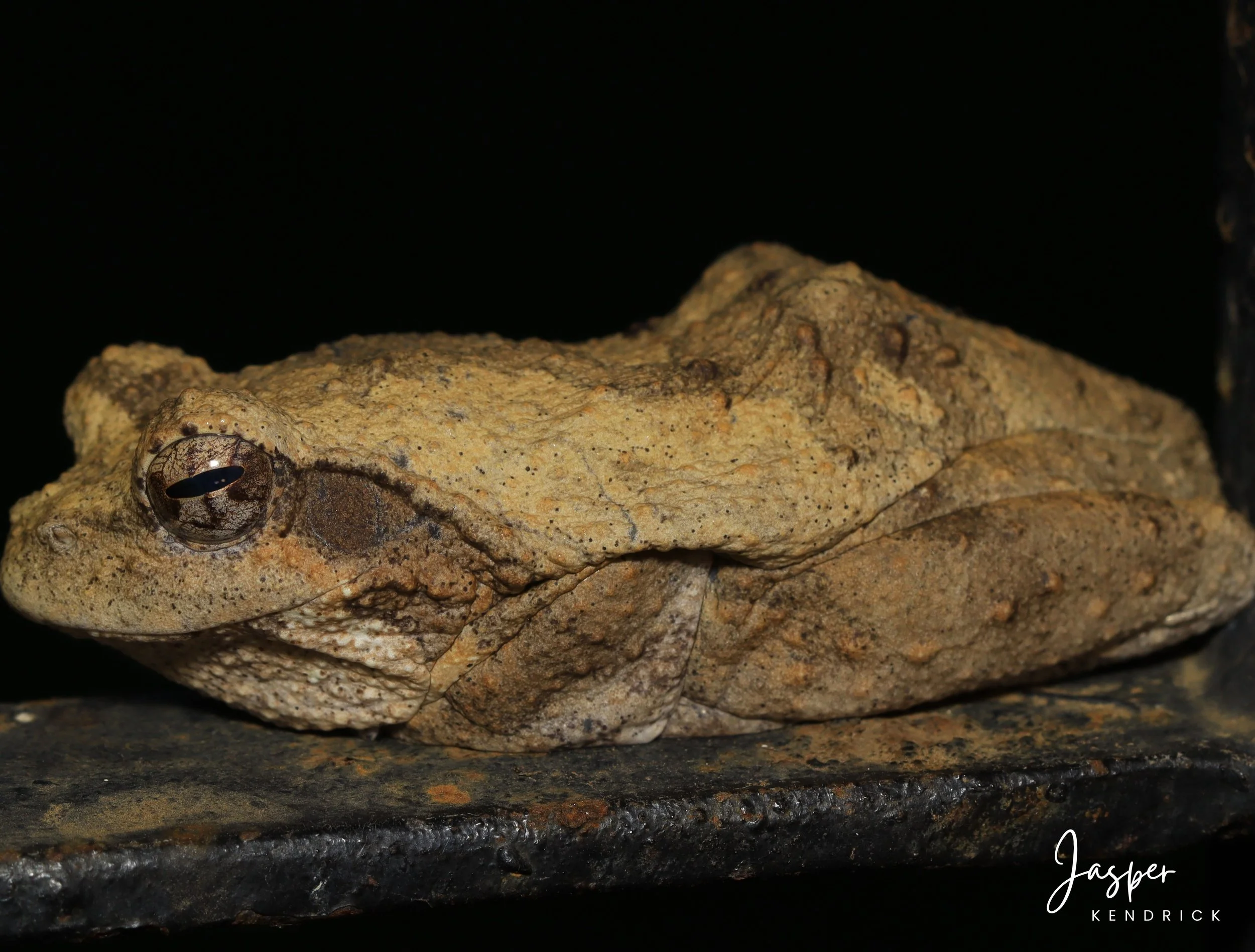 Southern Foam Nest Frog (Chiromantis xerampelina) tucked on a pole