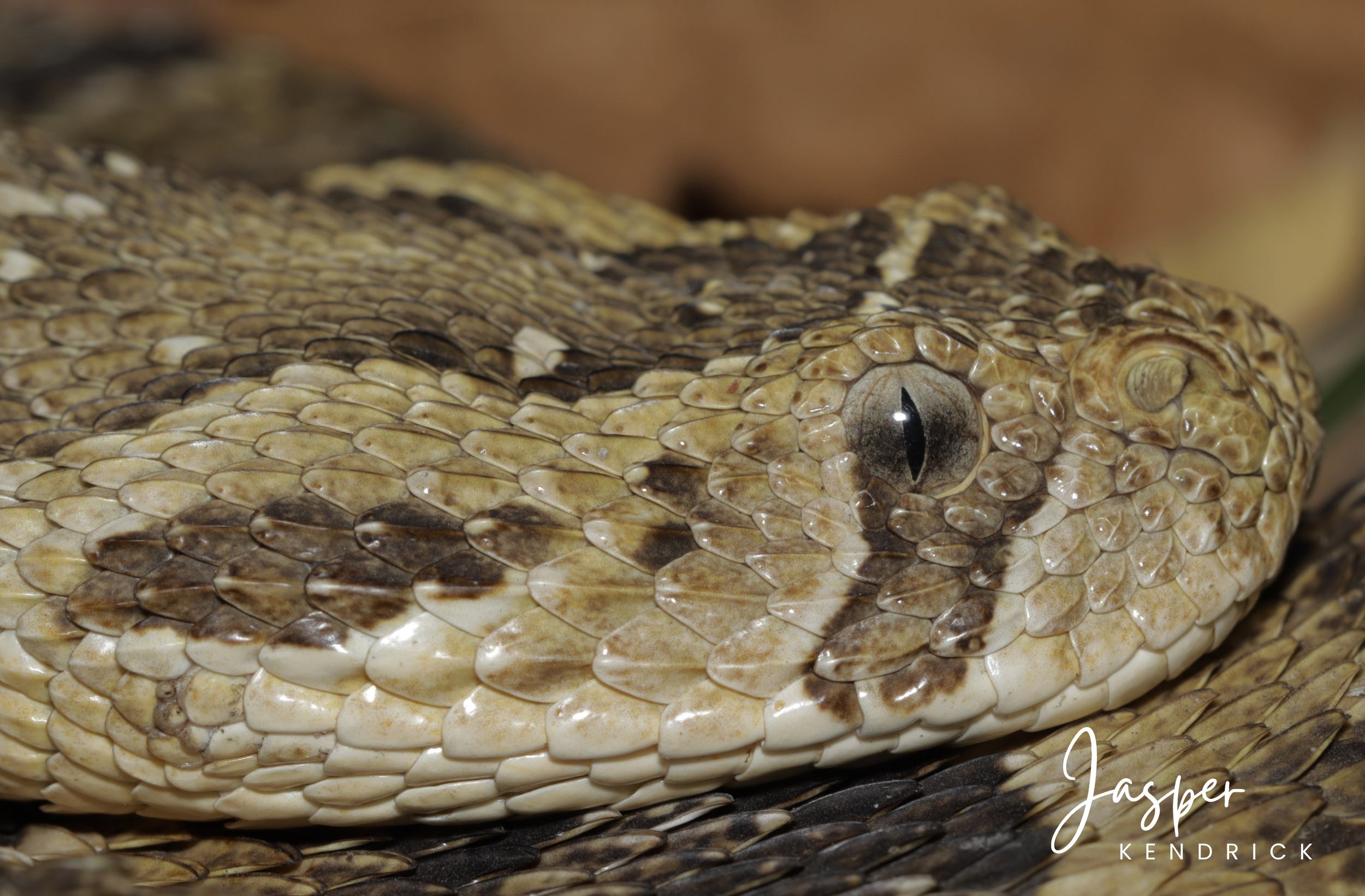 Puff Adder (Bitis arietans) closeup