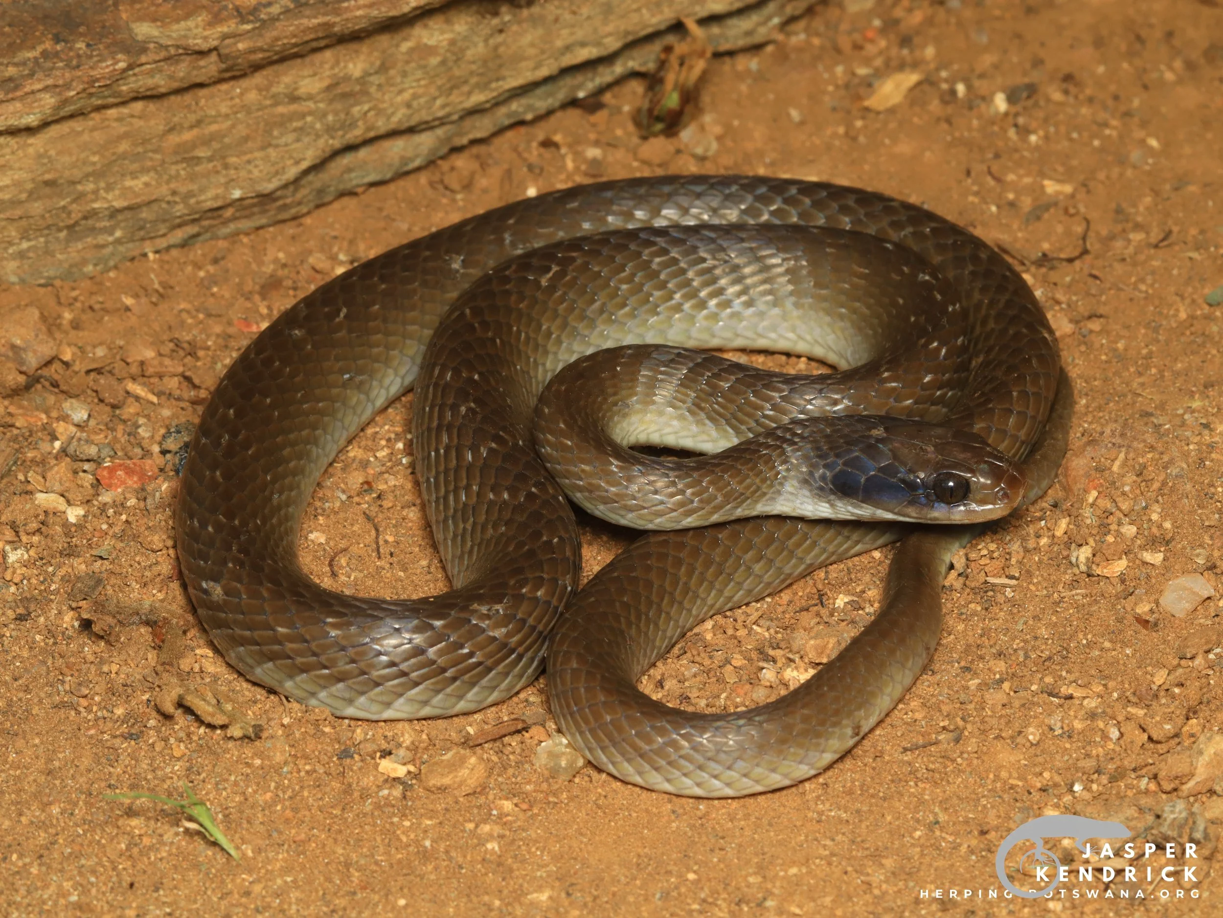 A Herald Snake posing on sandy ground