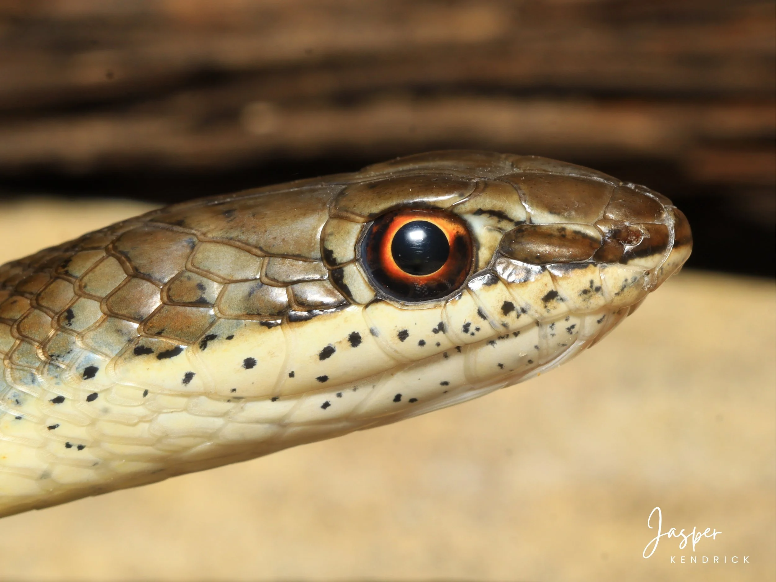 A Western Yellow-bellied Sand Snake (Psammophis subtaeniatus) closeup of the head