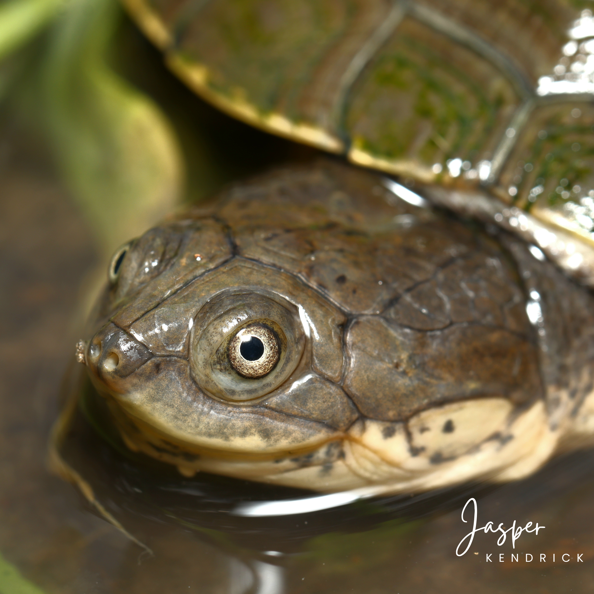 Marsh Terrapin (Pelomedusa subrufa) closeup of its head in water