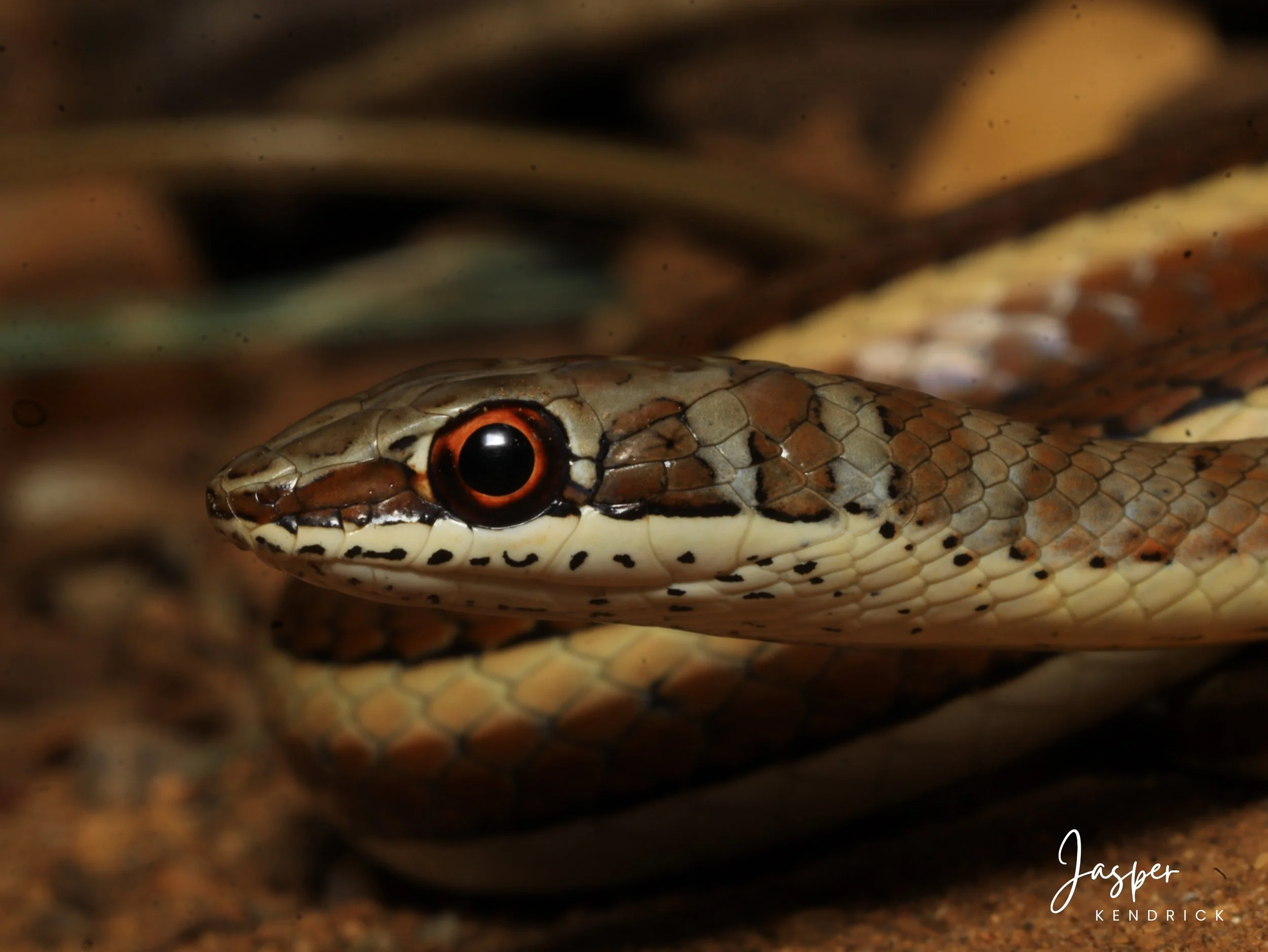 Baby Western Yellow-bellied Sand Snake (Psammophis subtaeniatus) closeup