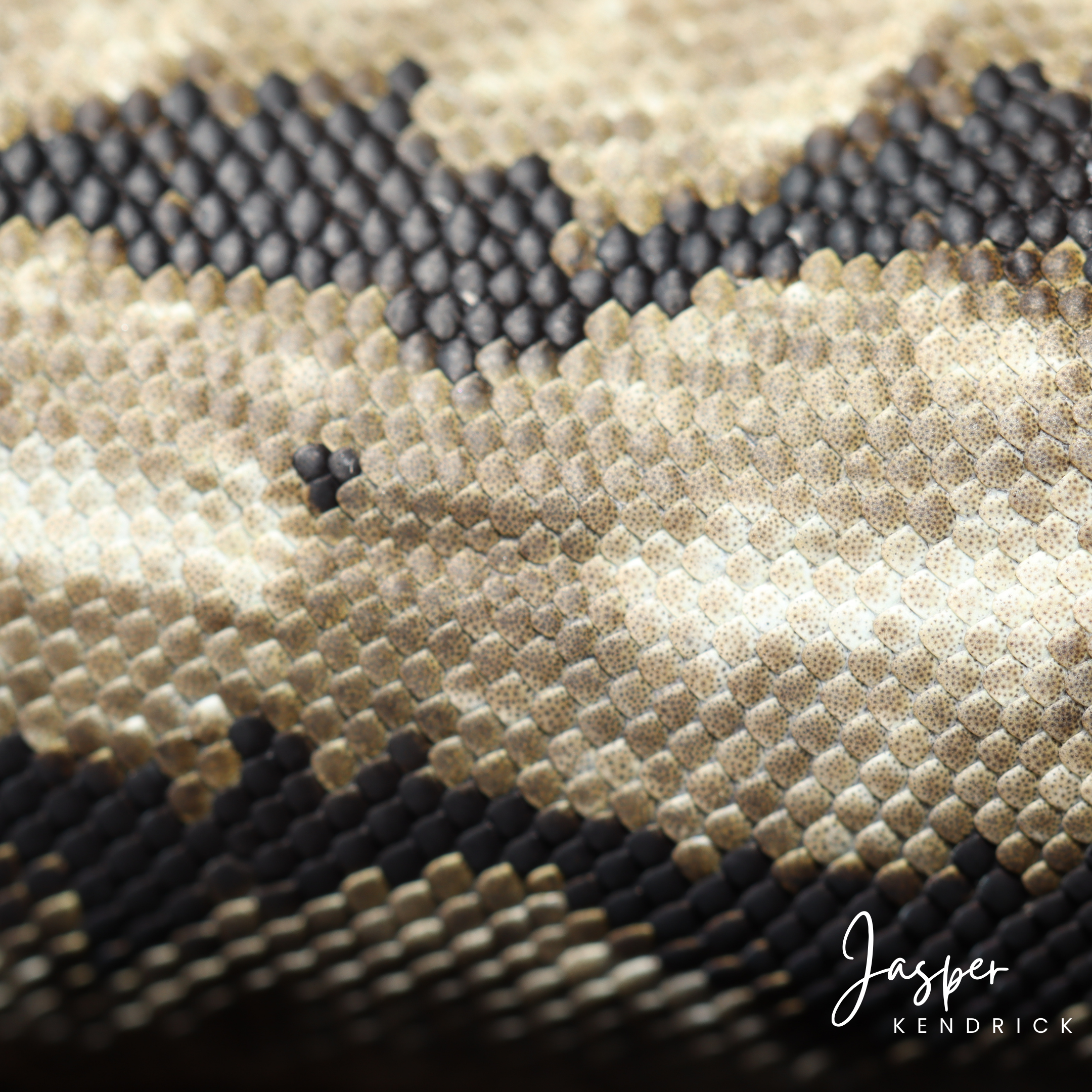 Arnold’s Velvet Gecko (Homopholis arnoldi) macro shot of its skin