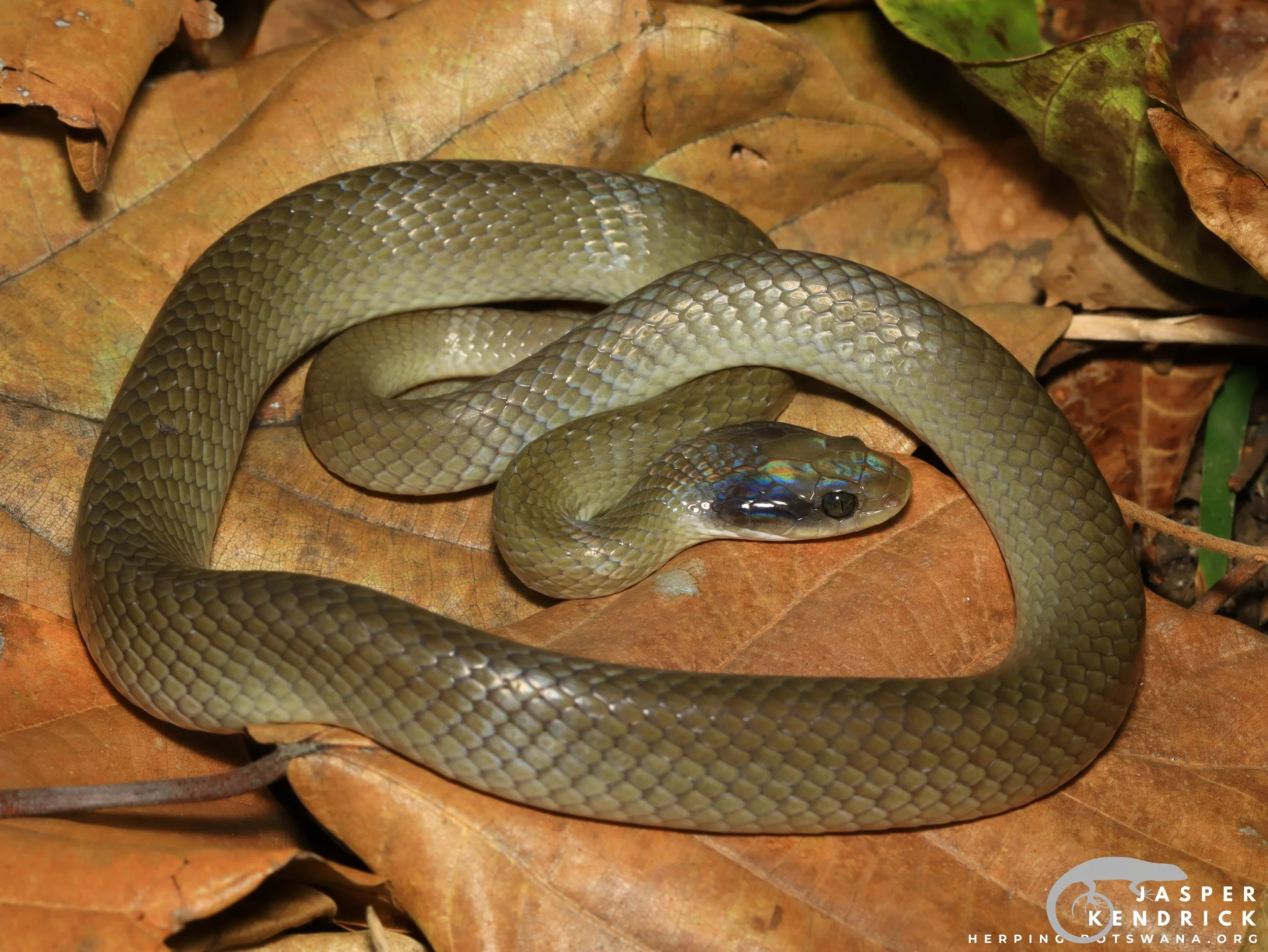A Herald Snake (Crotaphopeltis hotamboeia) posing on a leaf