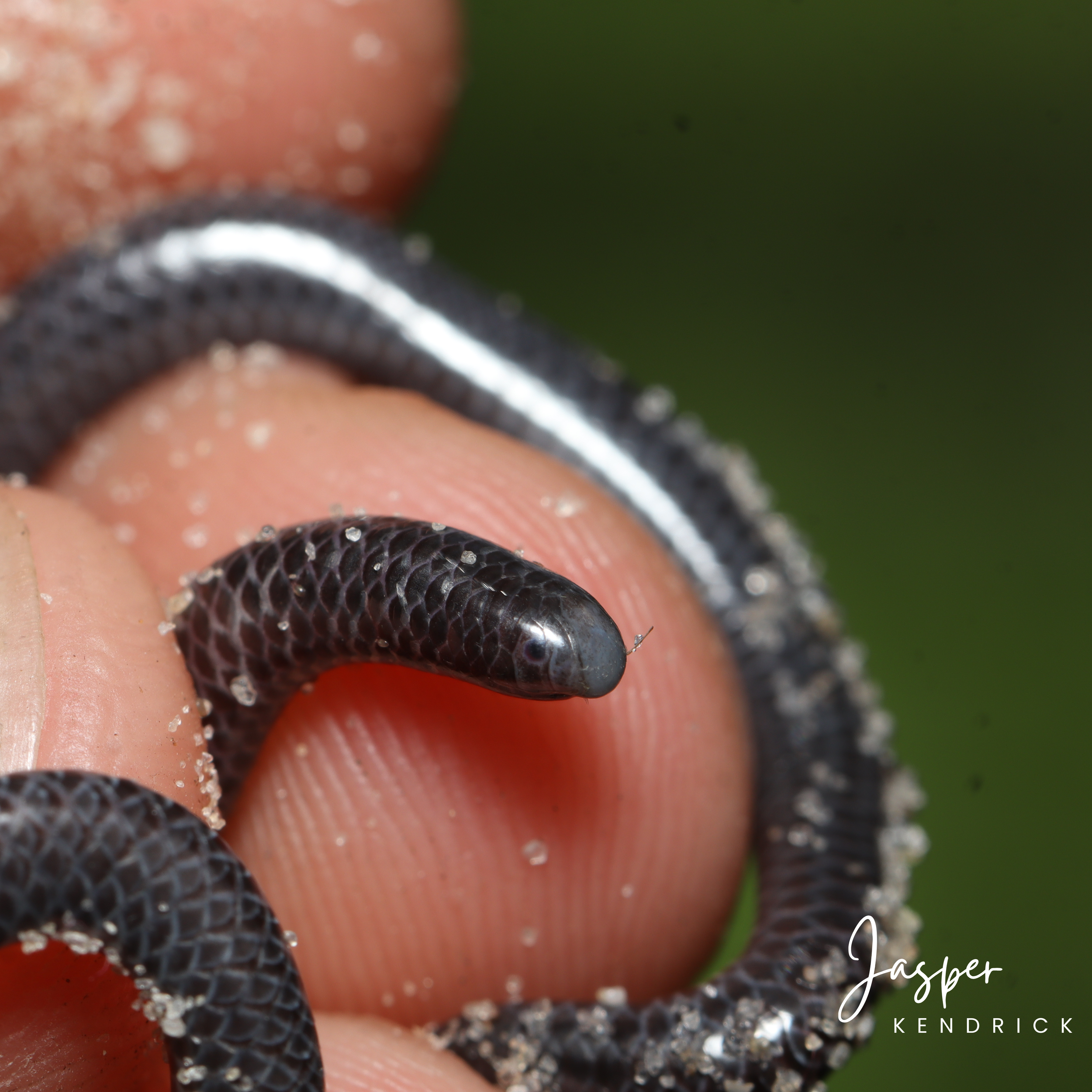 A Peter’s Thread Snake (Leptotyphlops scutifrons) on a finger