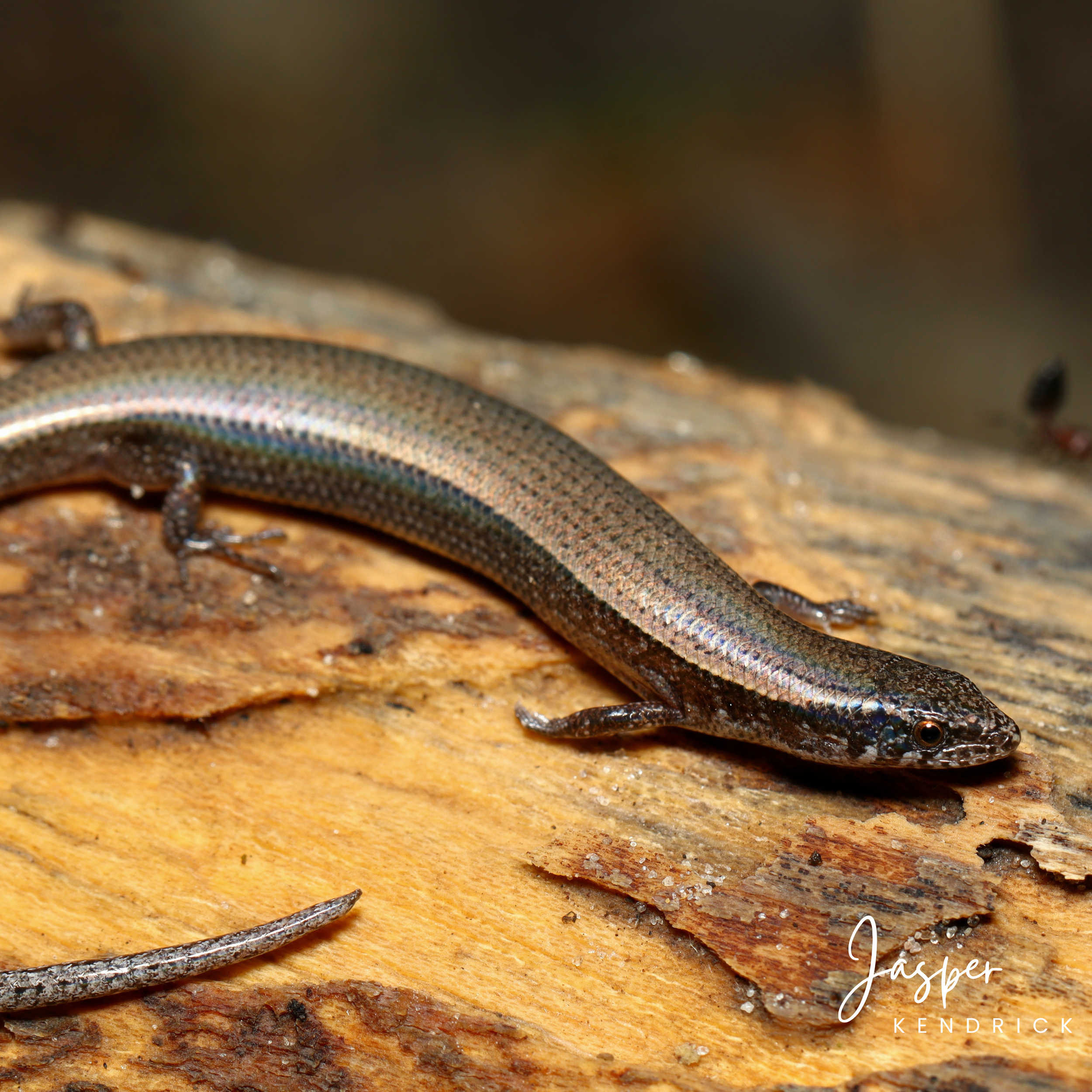 A Speckle-lipped Snake-eyed Skink (Panaspis maculicollis) posing naturally on a log