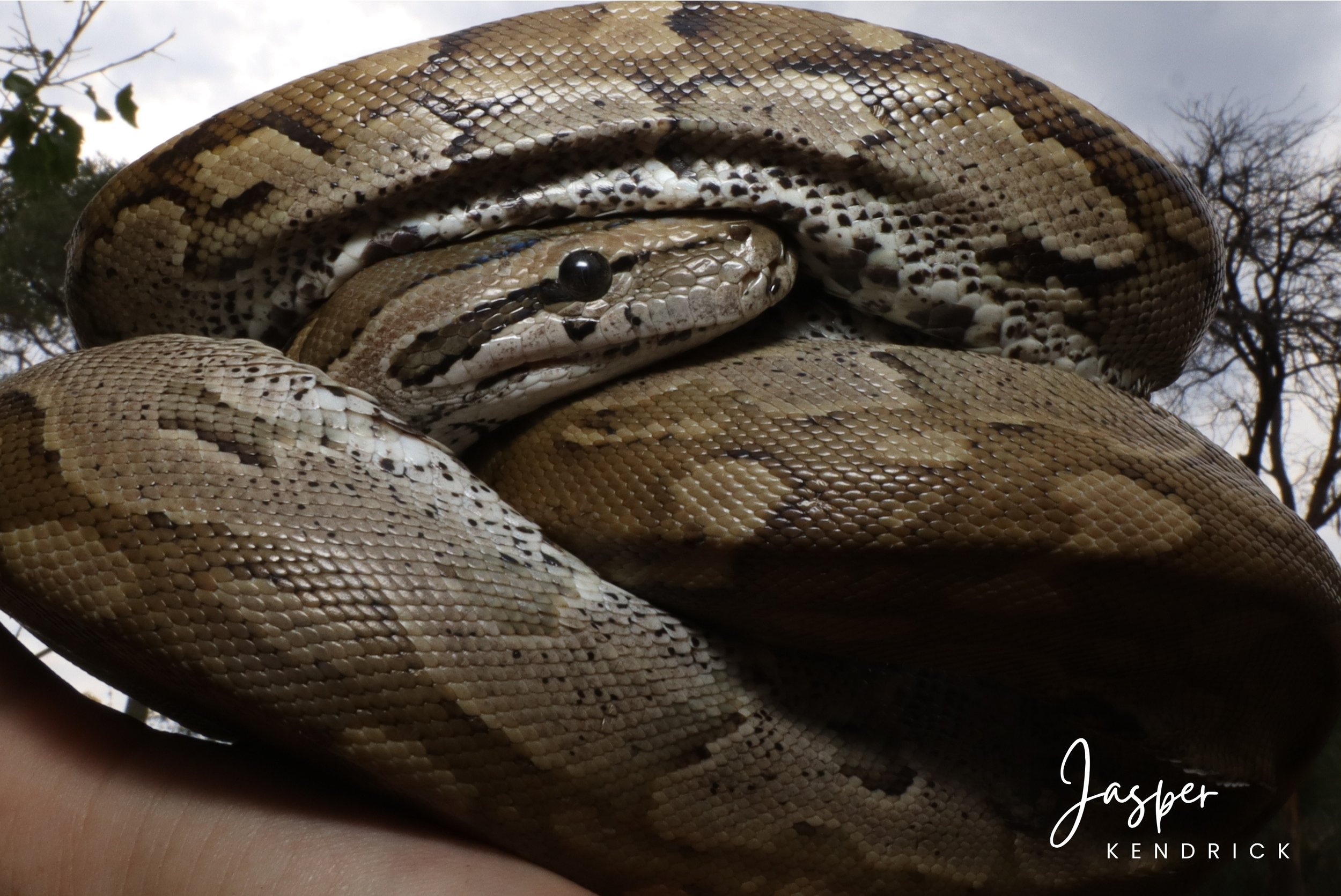 Southern African Python coiled up