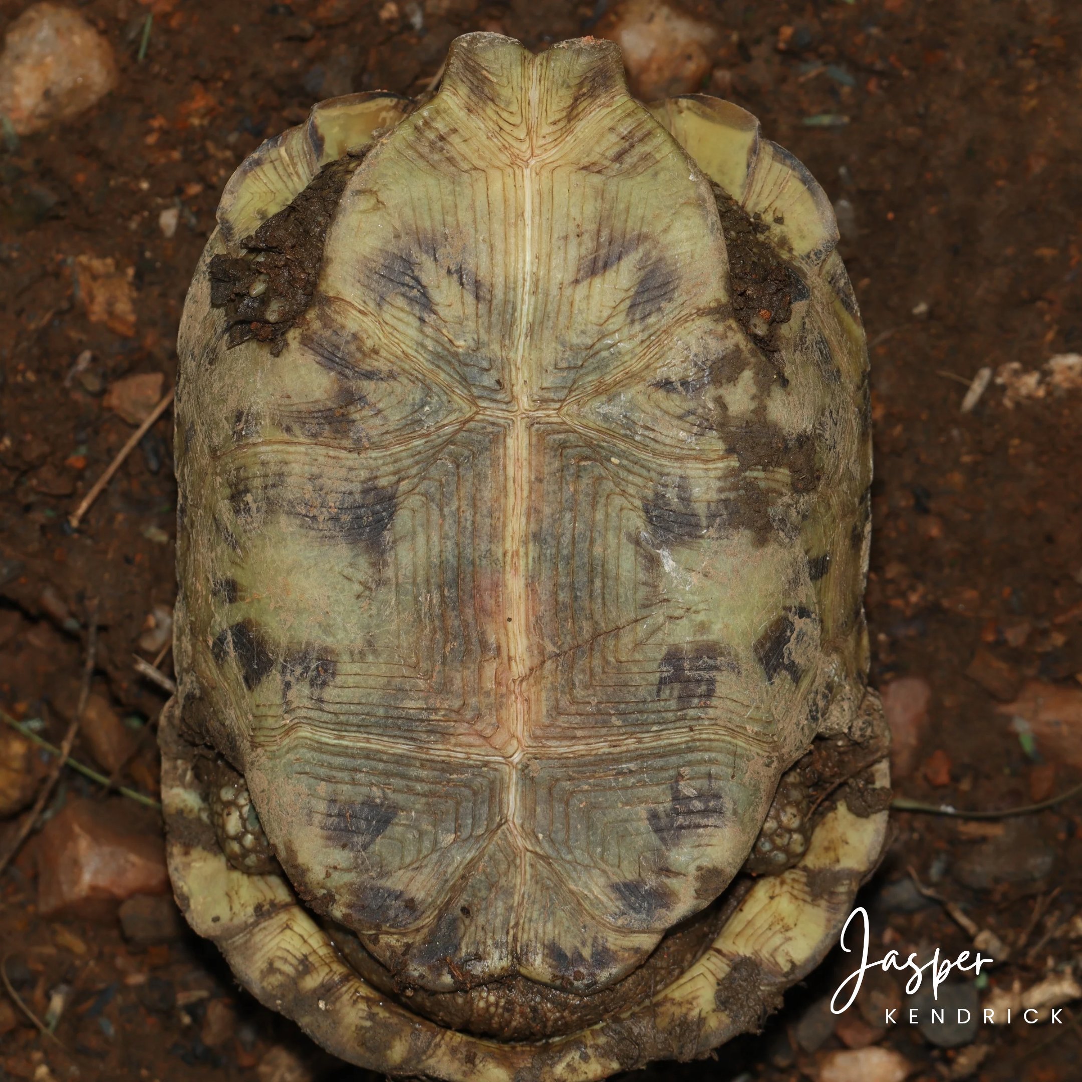 Speke’s Hinge-back Tortoise (Kinixys spekii) plastron