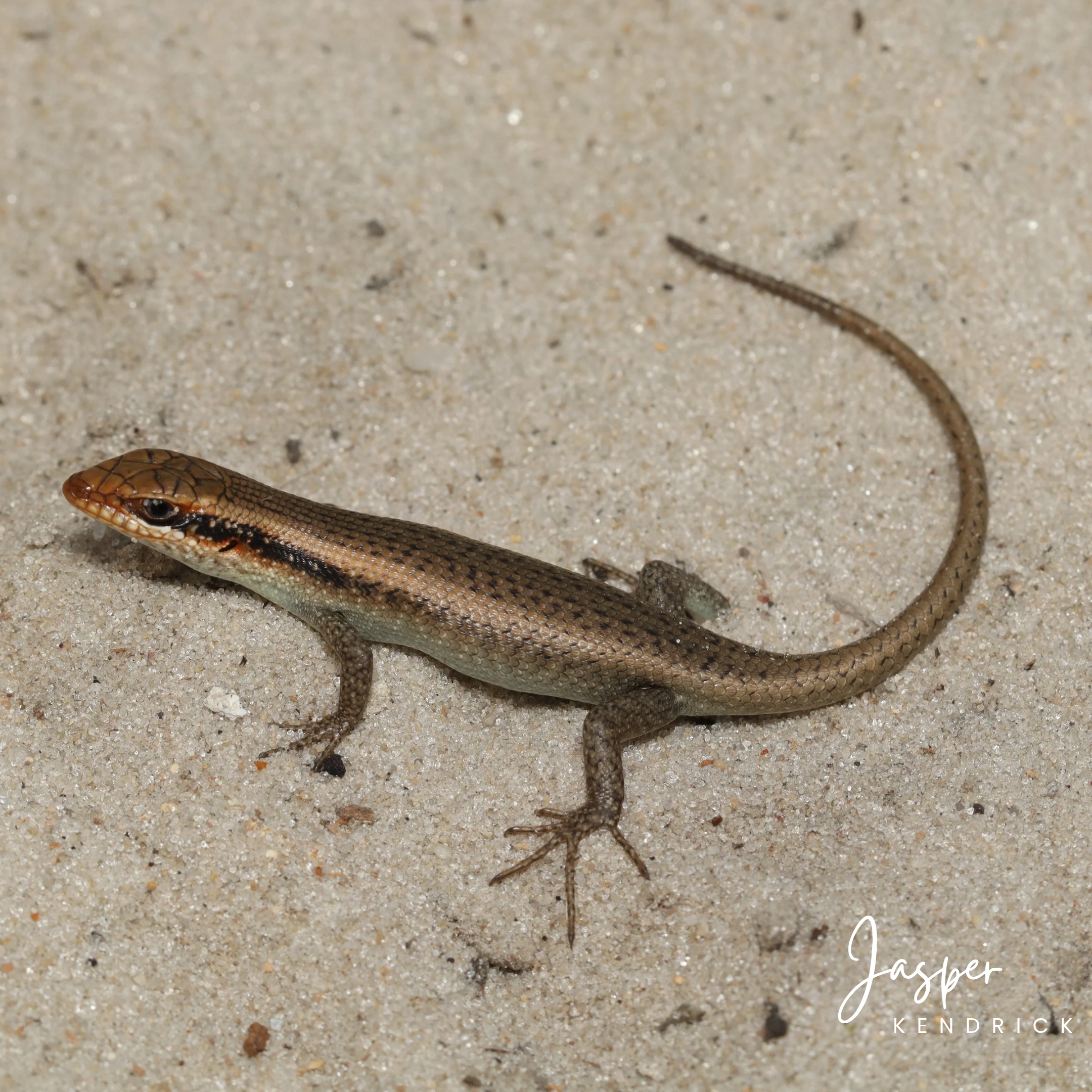 A juvenile Wahlberg's Striped Skink (Trachylepis wahlbergii) posing on sand