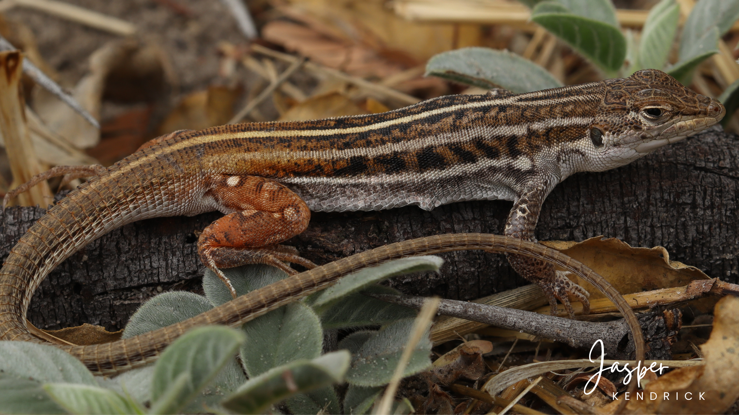 Bushveld Lizard (Heliobolus lugubris) posing on a log