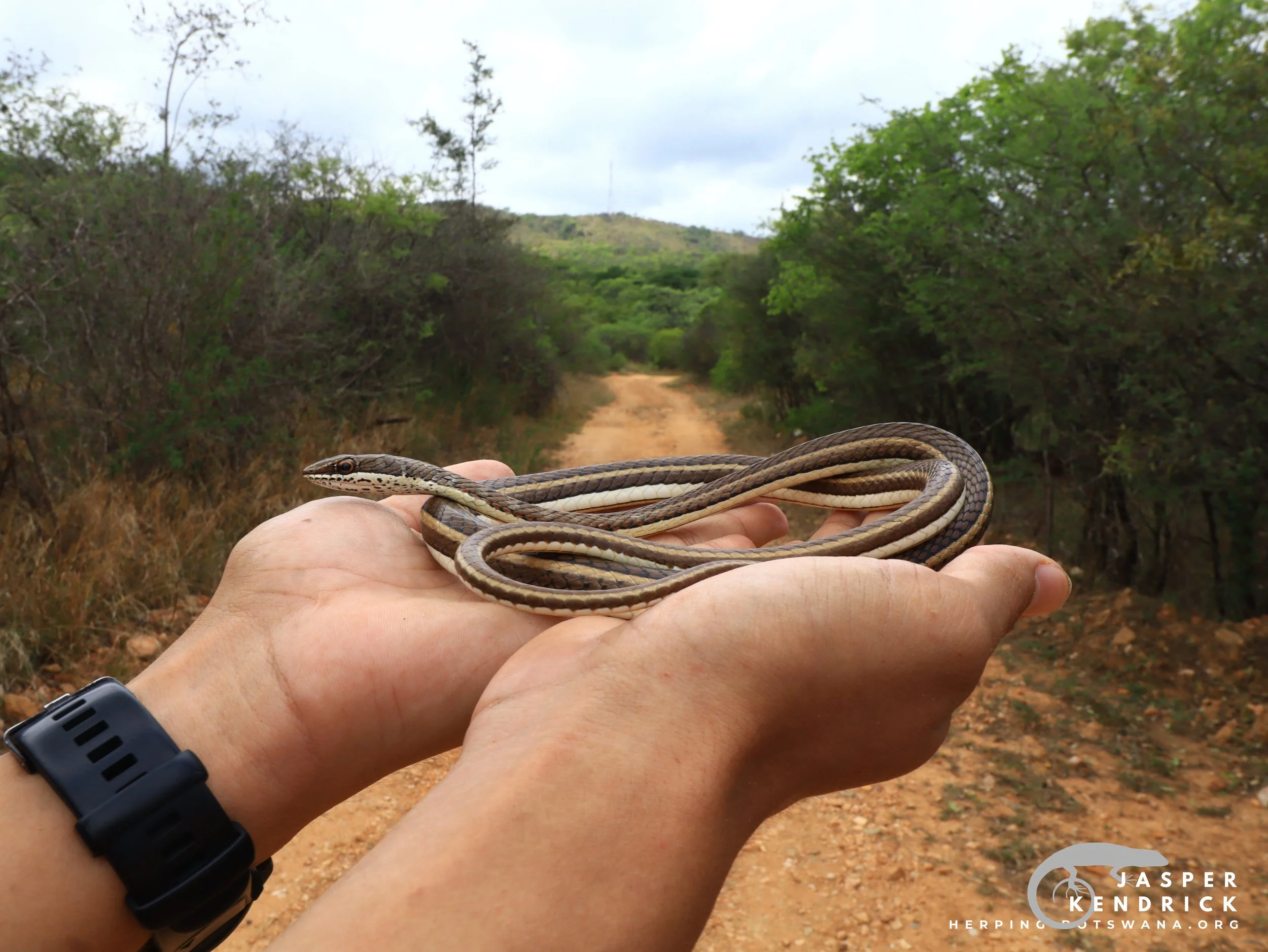 A Western Yellow-bellied Sand Snake (Psammophis subtaeniatus) posing in hands with a beautiful background