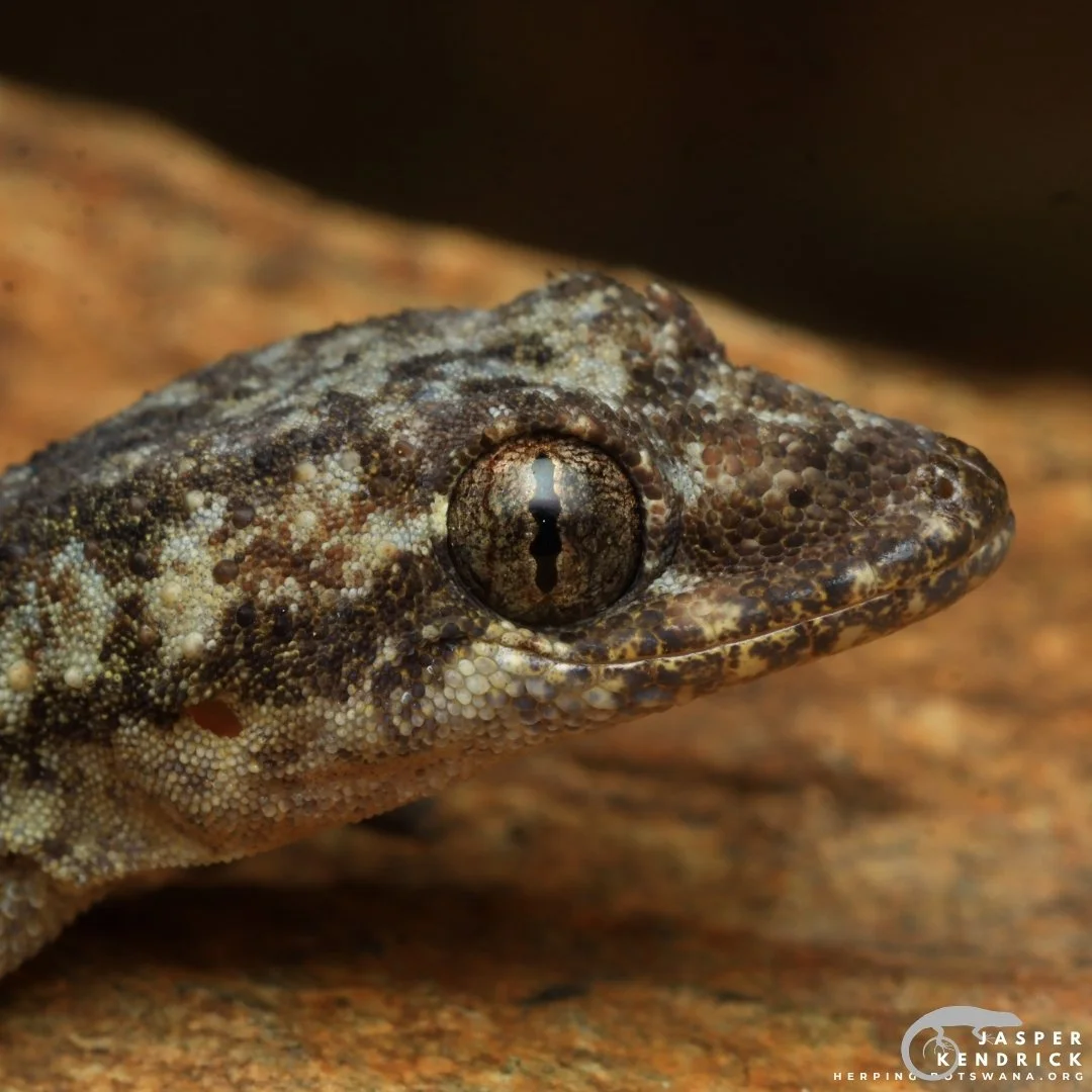 Tropical House Gecko (Hemidactylus mabouia) macro closeup