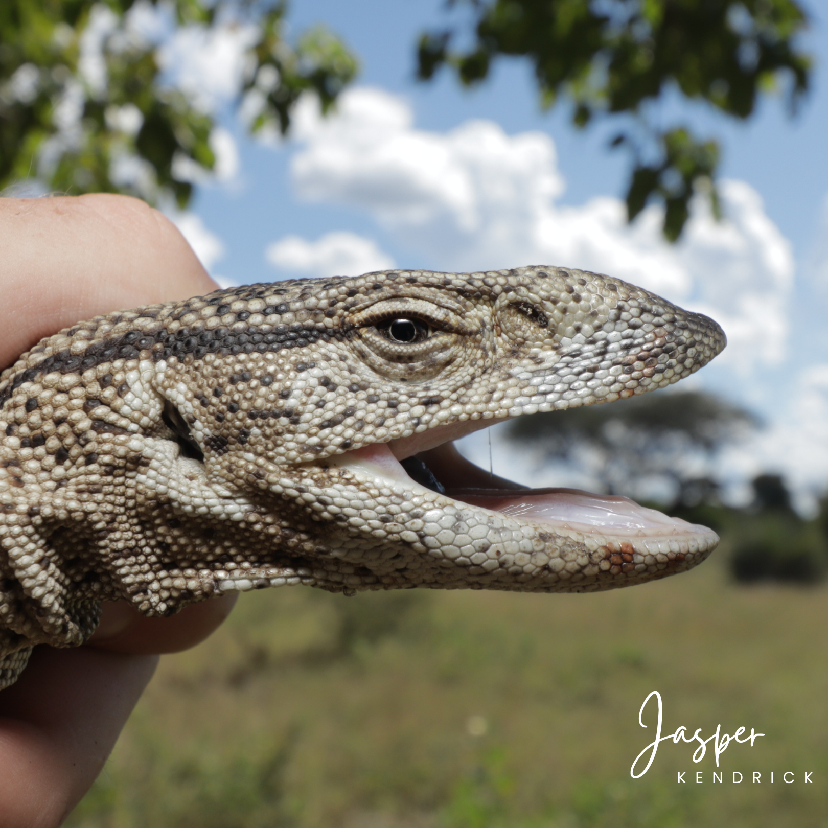 Juvenile African Rock Monitor (Varanus albigularis) closeup