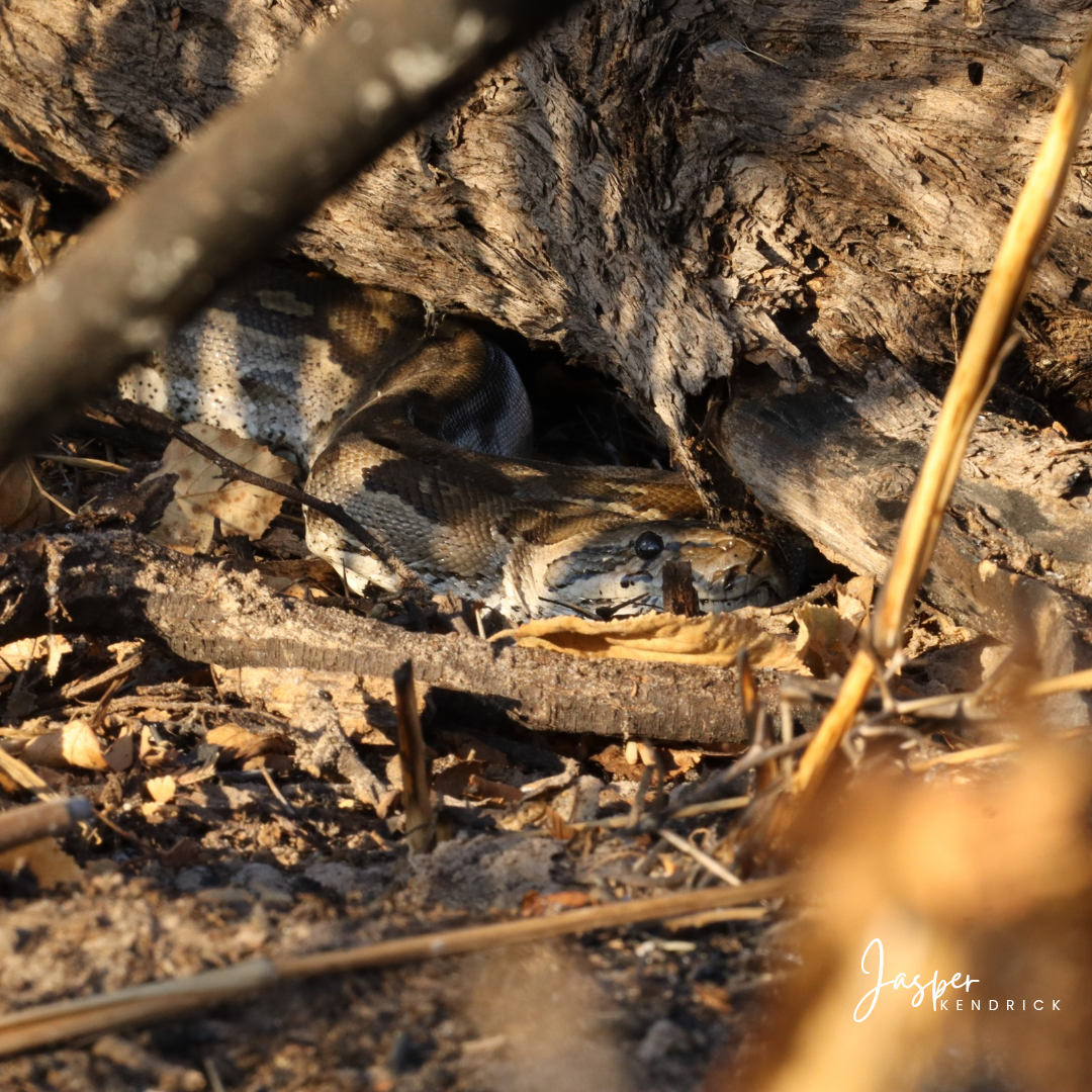 Southern African Python (Python natalensis) Raintree Camp, Botswana