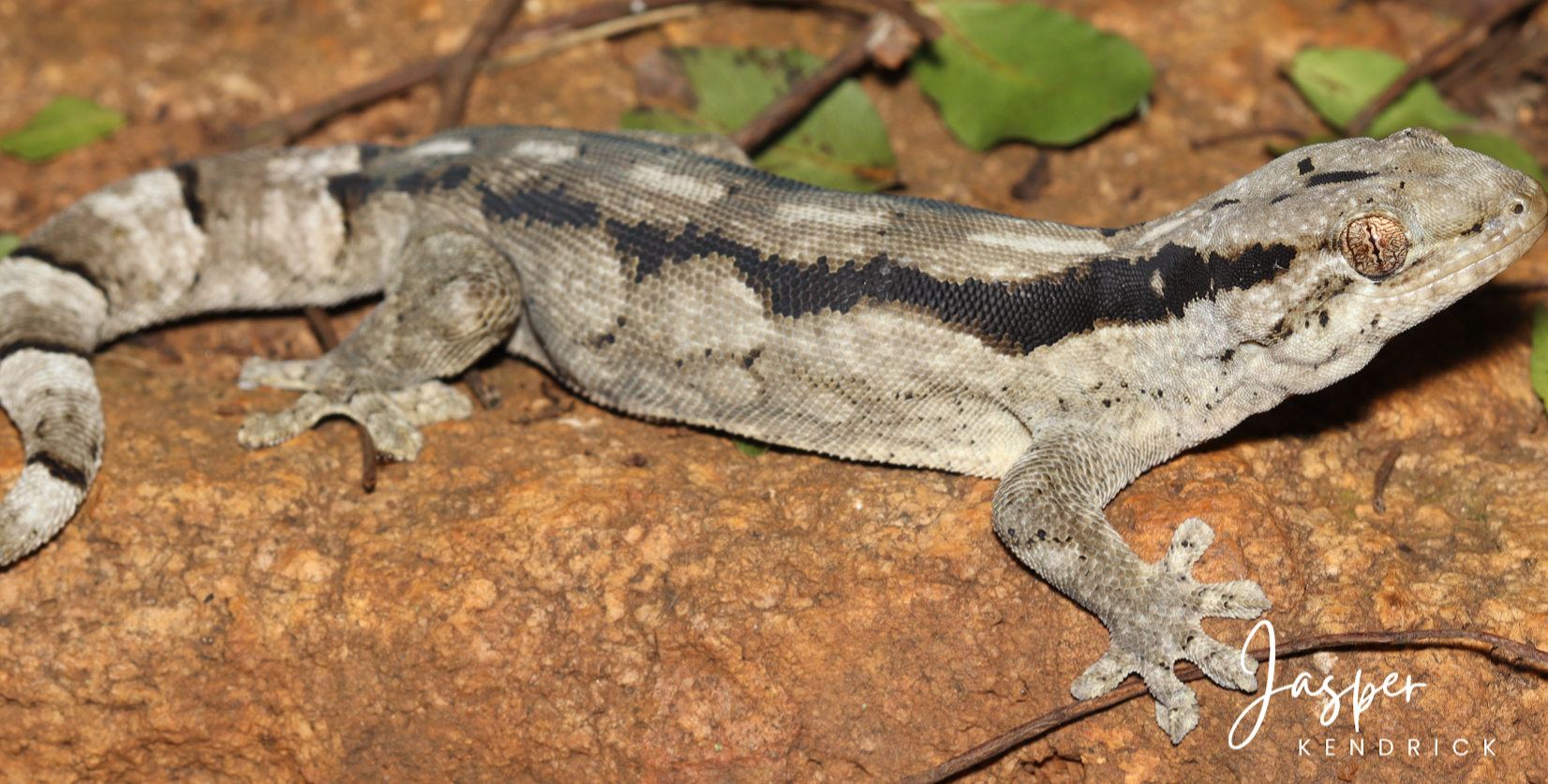 An  Arnold’s Velvet Gecko (Homopholis arnoldi) posing on a rock