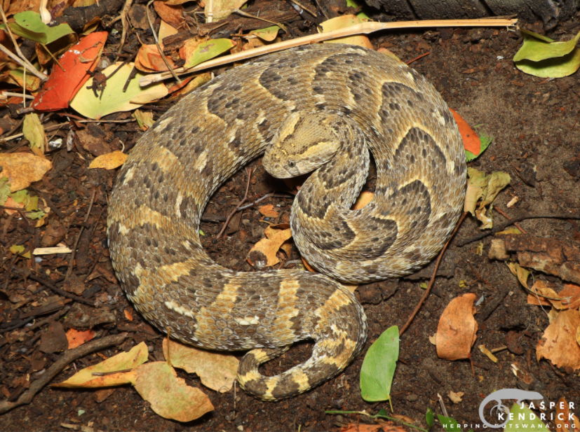 A Puff Adder (Bitis arietans) puffing itself