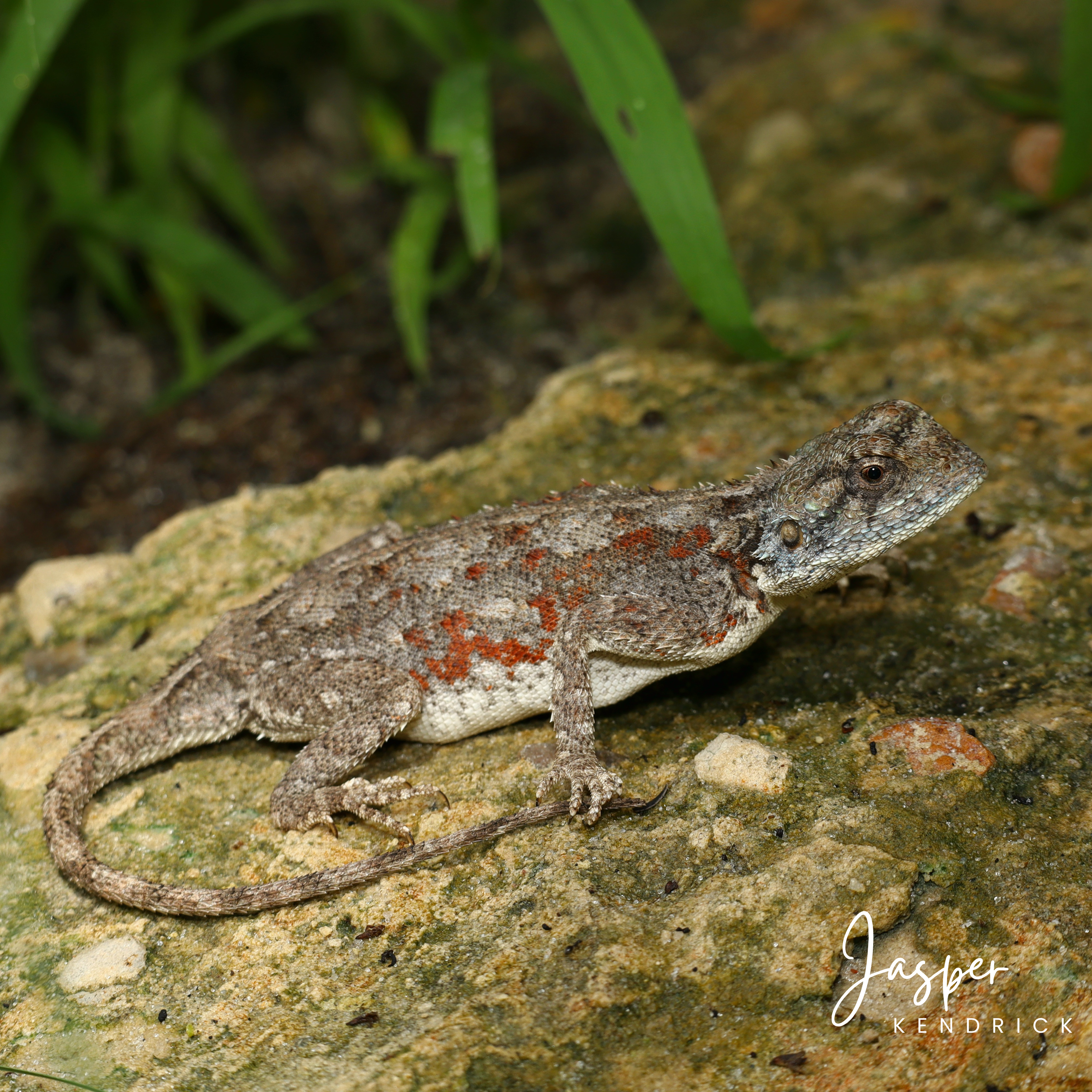 A Peter’s Ground Agama (Agama armata) posing naturally on a calcrete rock