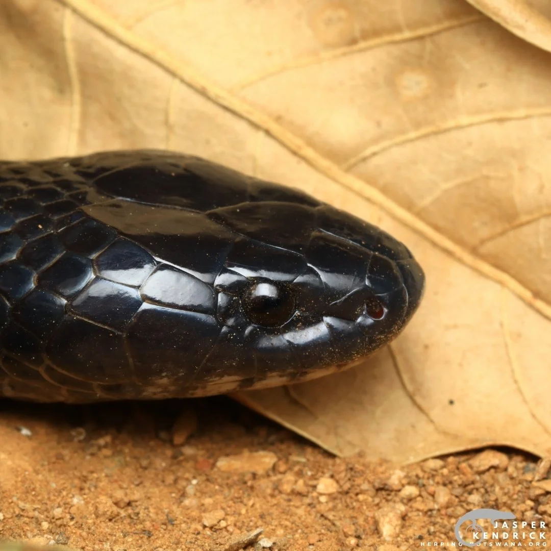 A closeup of a Zambezi Garter Snake
