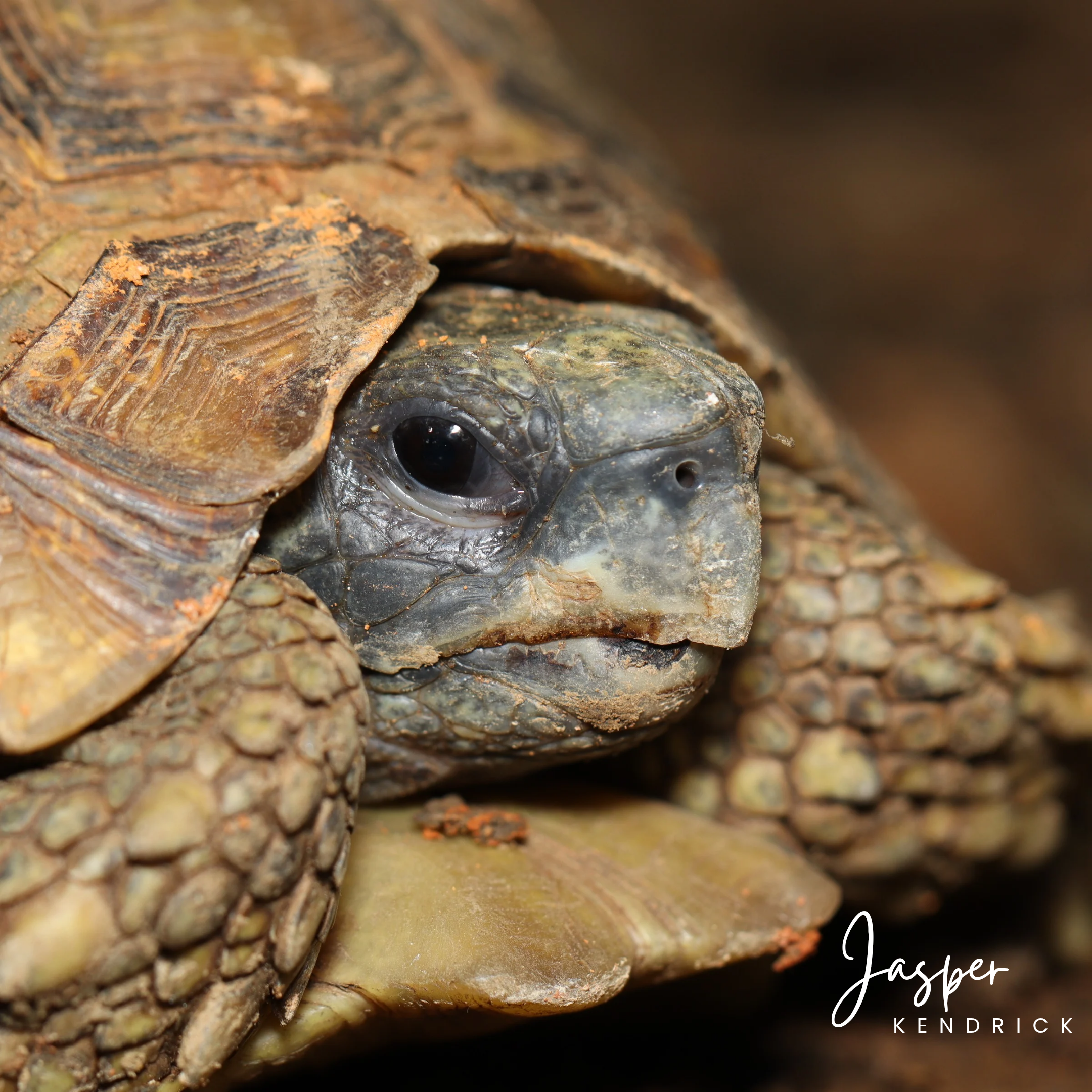 Speke’s Hinge-back Tortoise (Kinixys spekii) closeup of the head