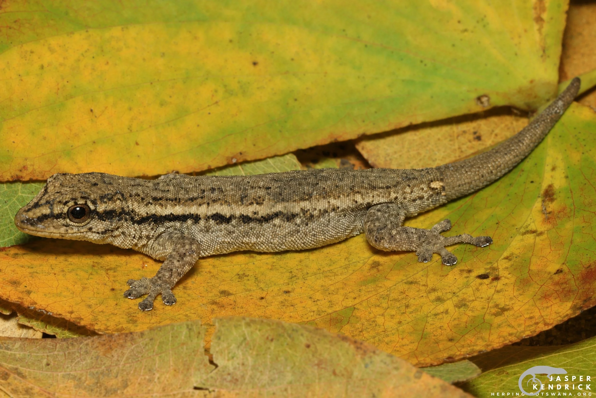 A Bradfield’s Dwarf Gecko (Lygodactylus bradfieldi) posing on a leaf