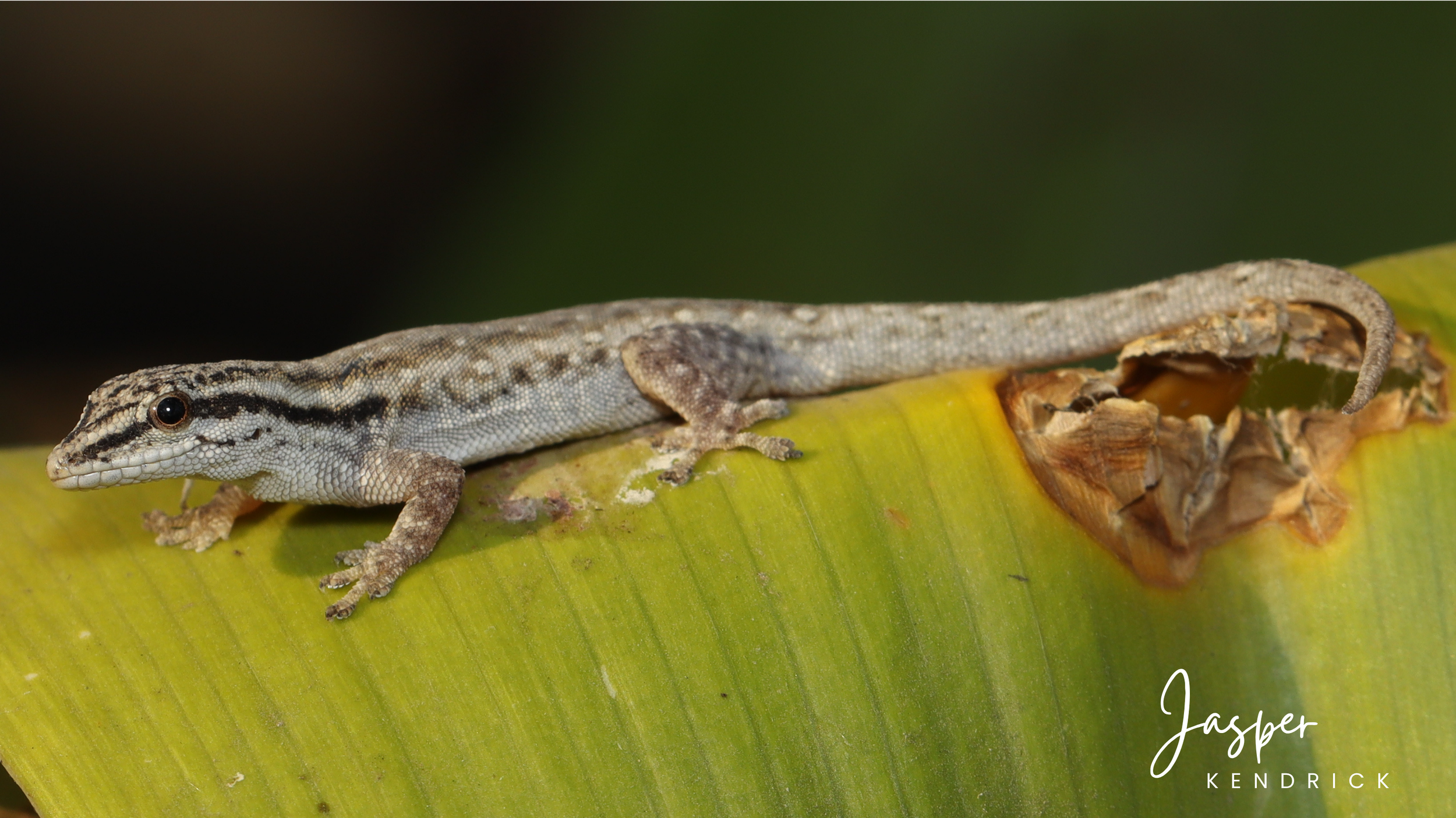 A Bradfield’s Dwarf Gecko (Lygodactylus bradfieldi) posing on a leaf