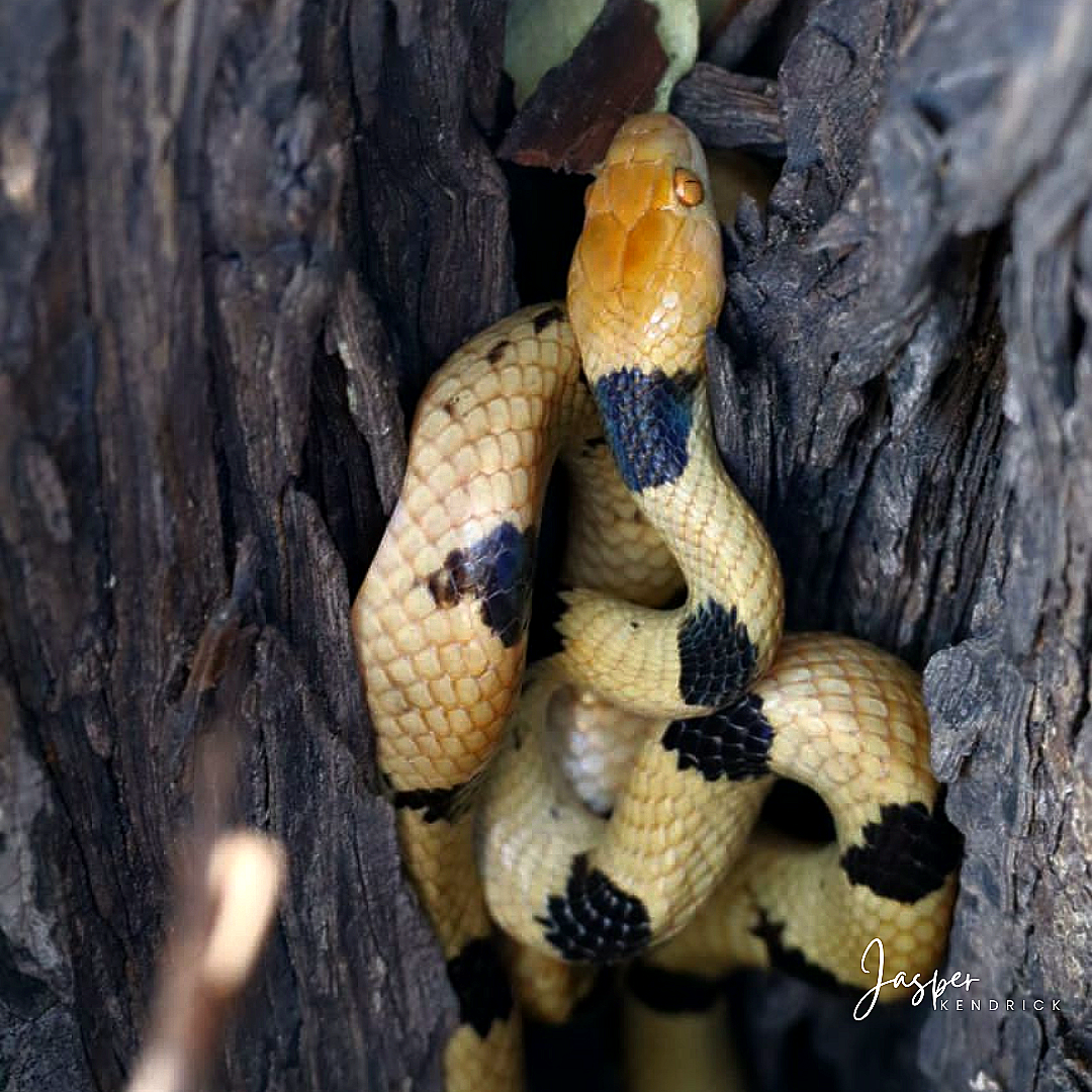 Eastern Tiger Snake (Telescopus semiannulatus semiannulatus) Raintree Camp, Botswana
