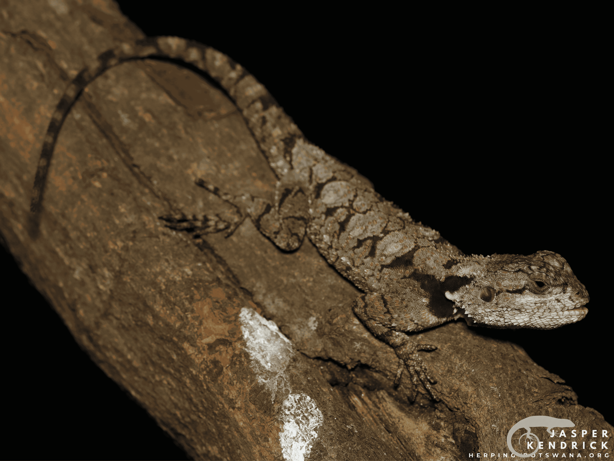 Blue-headed Tree Agama (Acanthocercus atricollis) on a log