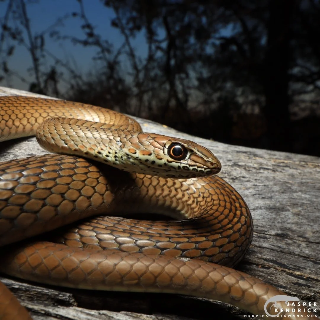 Olive Grass Snake (Psammophis mossambicus) head photo
