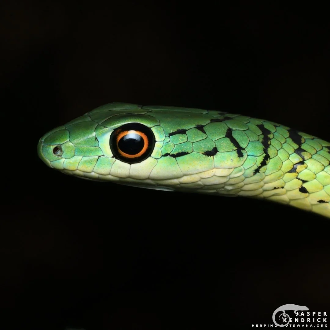 A macro photo of a green snake