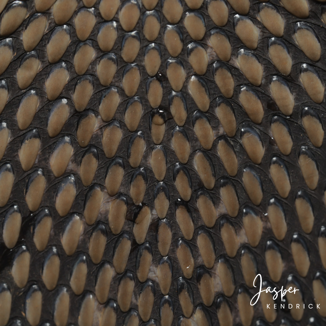A closeup of a Mozambique Spitting Cobra's (Naja mossambica) hood