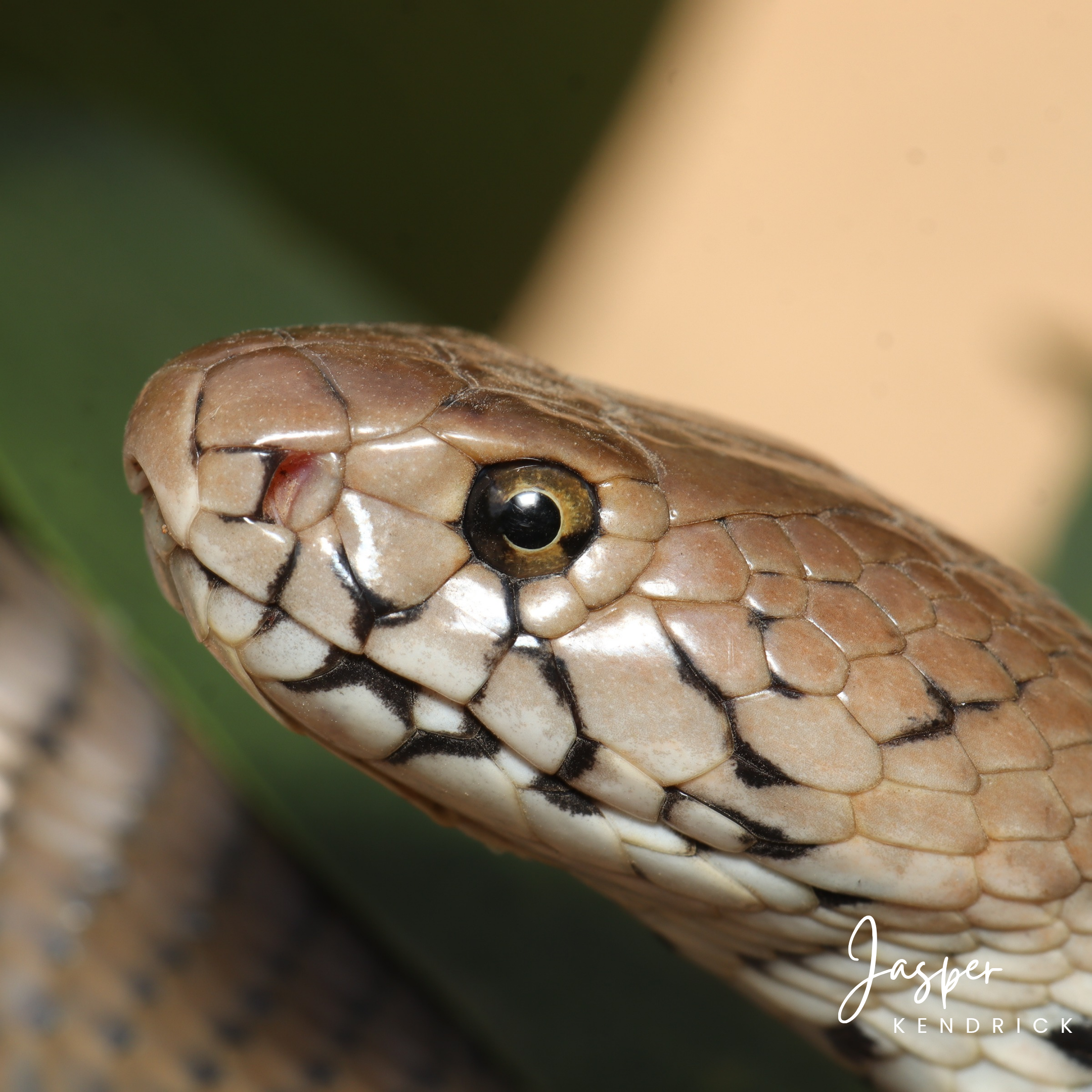 A closeup of a Mozambique Spitting Cobra (Naja mossambica)