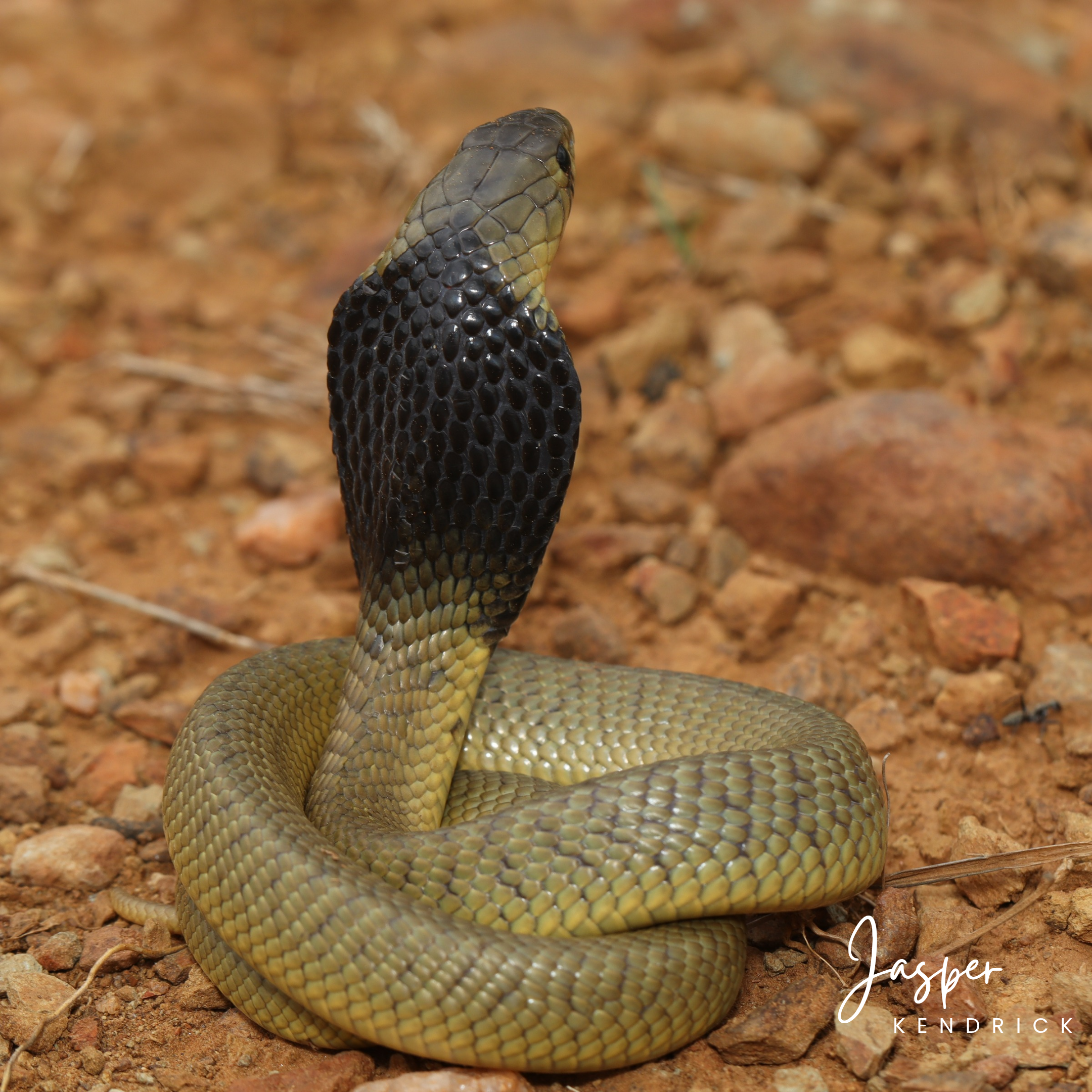 The back of the hood of a baby Snouted Cobra (Naja annulifera)