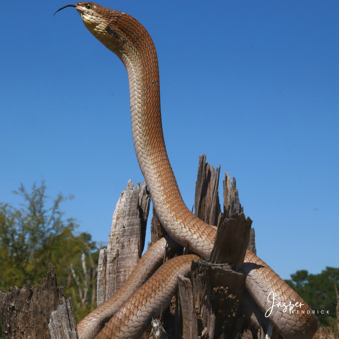 Female Boomslang (Dispholidus typus) Raintree Camp, Botswana