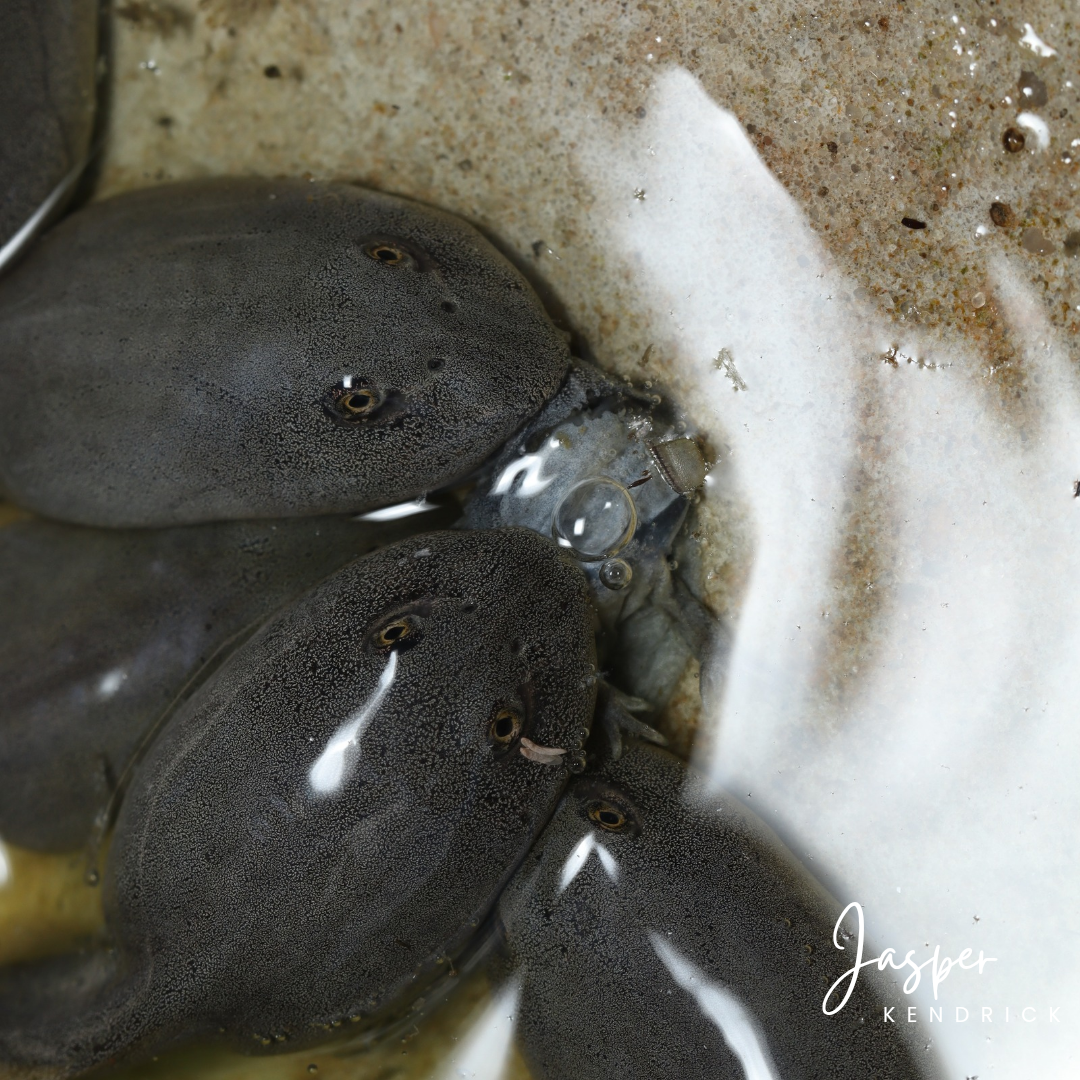 Beytell’s Bullfrog Tadpoles (Pyxicephalus beytelli) showing cannabalism